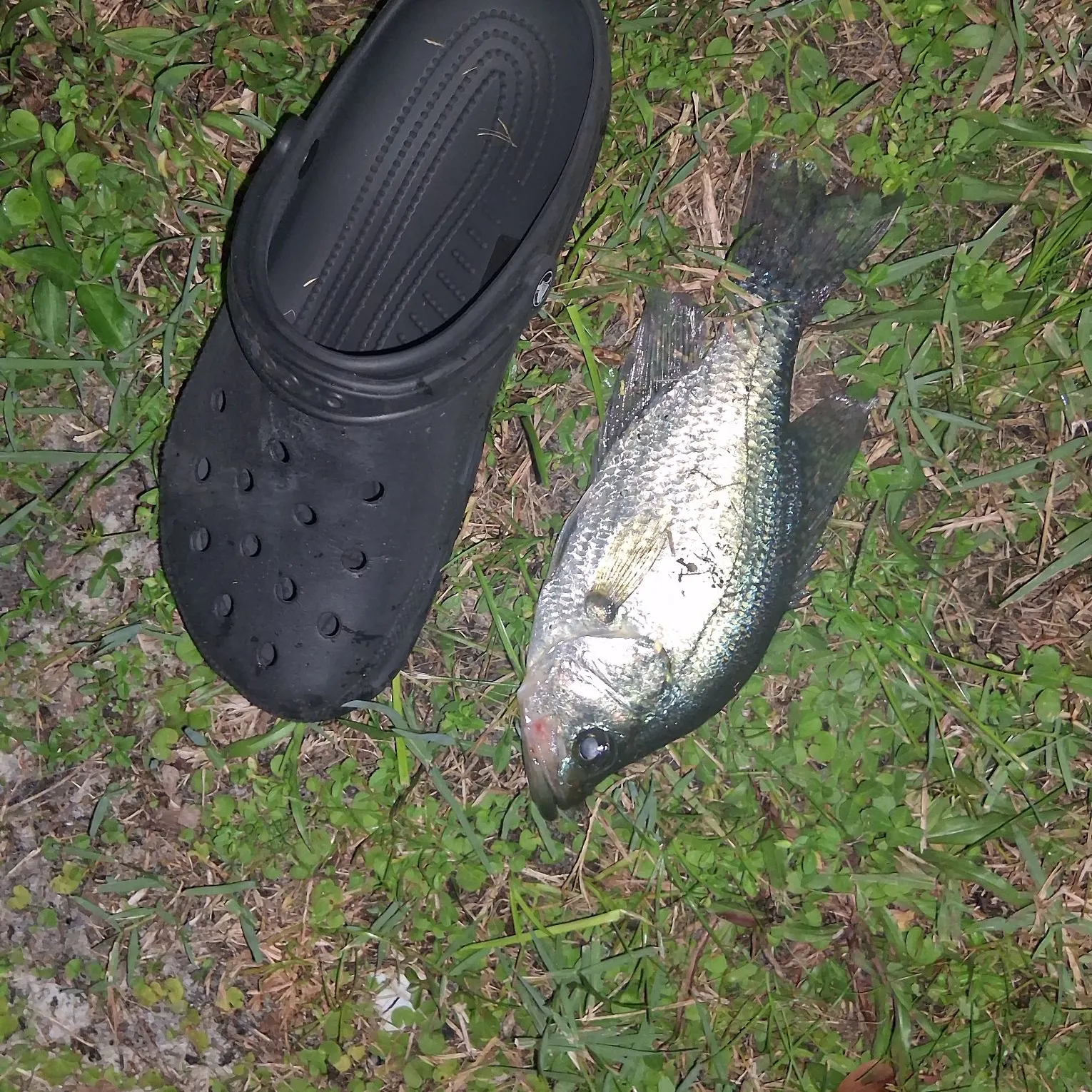 Black crappie caught on Fishbrain