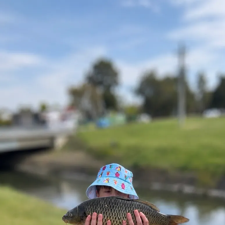 Common carp caught on Fishbrain