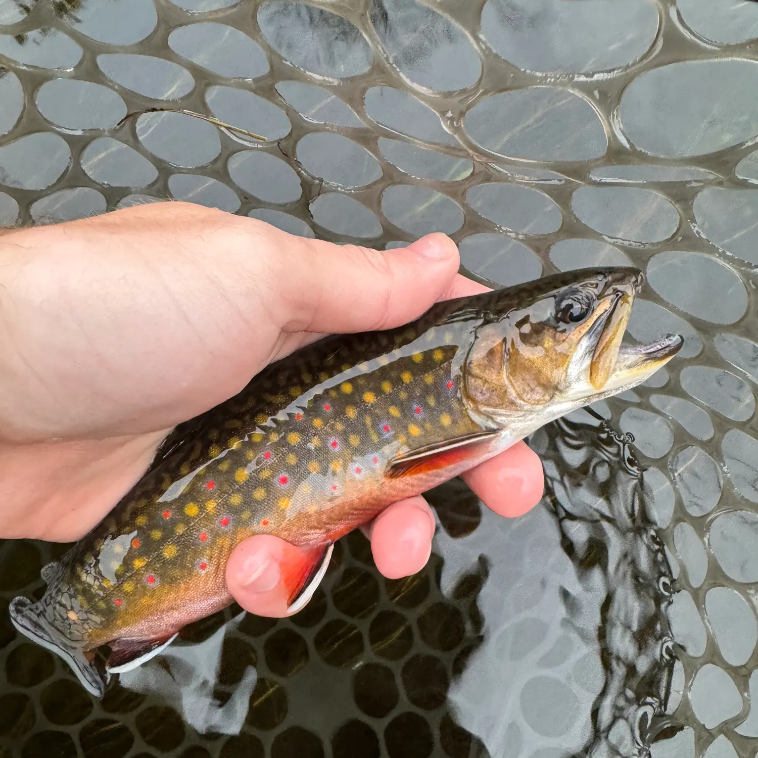 Brook trout caught on Fishbrain