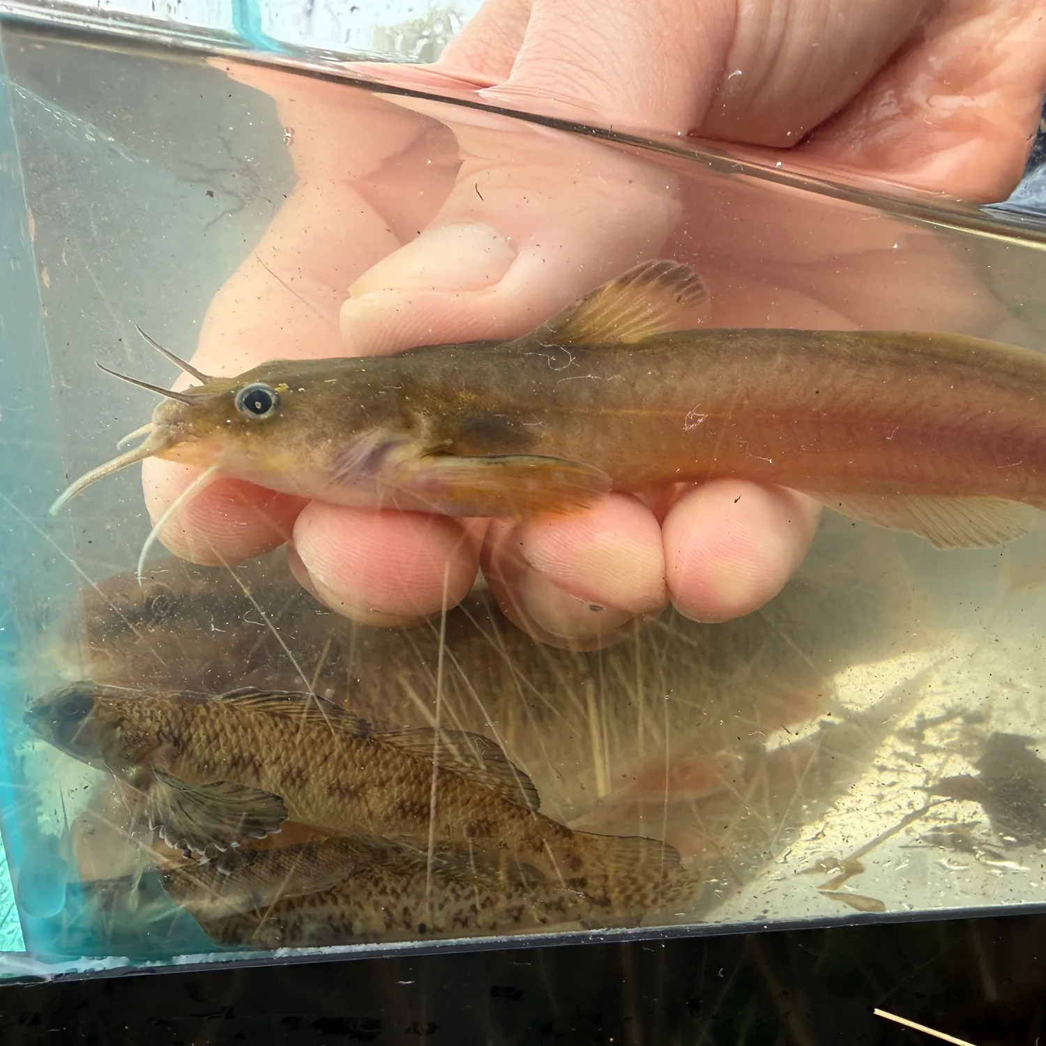 The most recent Margined madtom catches on Fishbrain