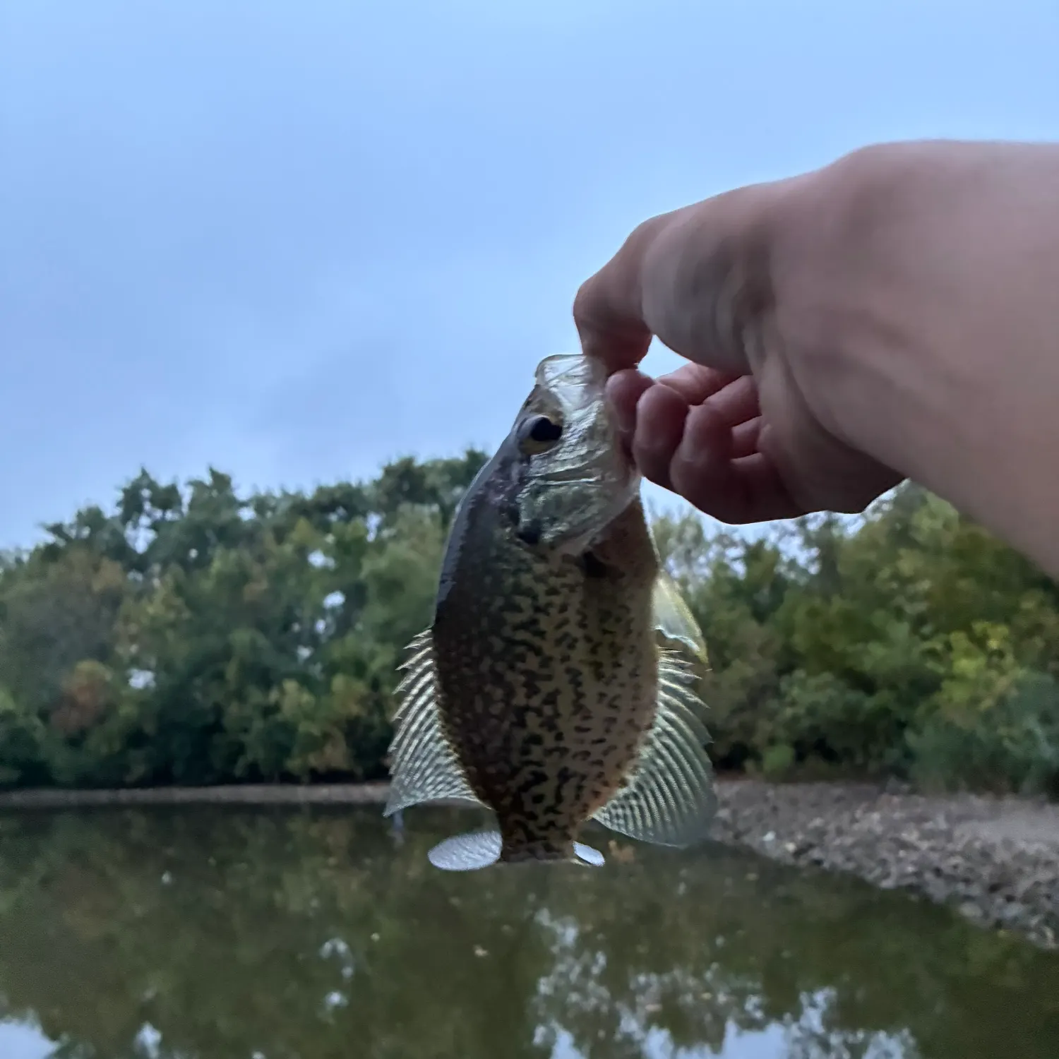 Black crappie caught on Fishbrain