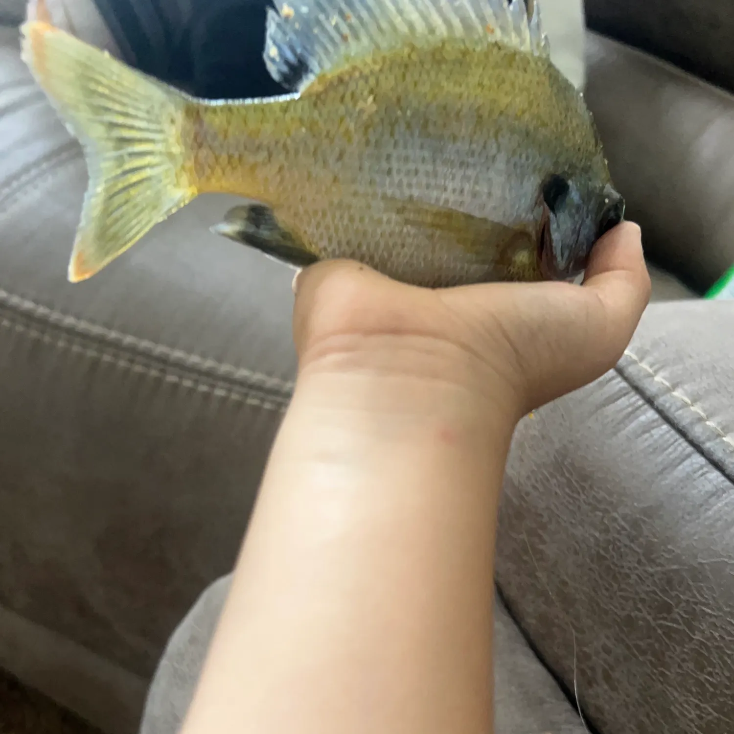 Bluegill caught on Fishbrain