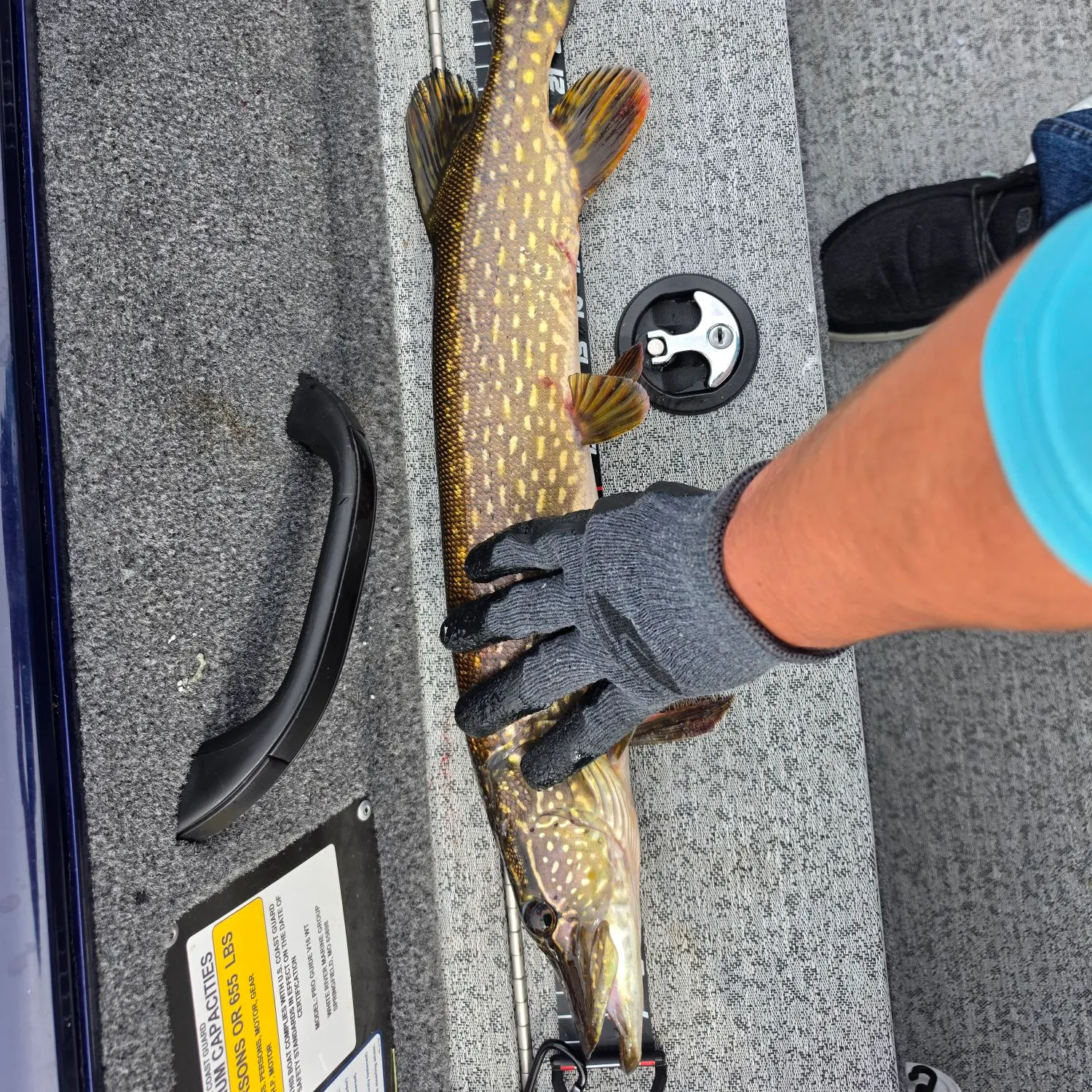 Northern pike caught on Fishbrain
