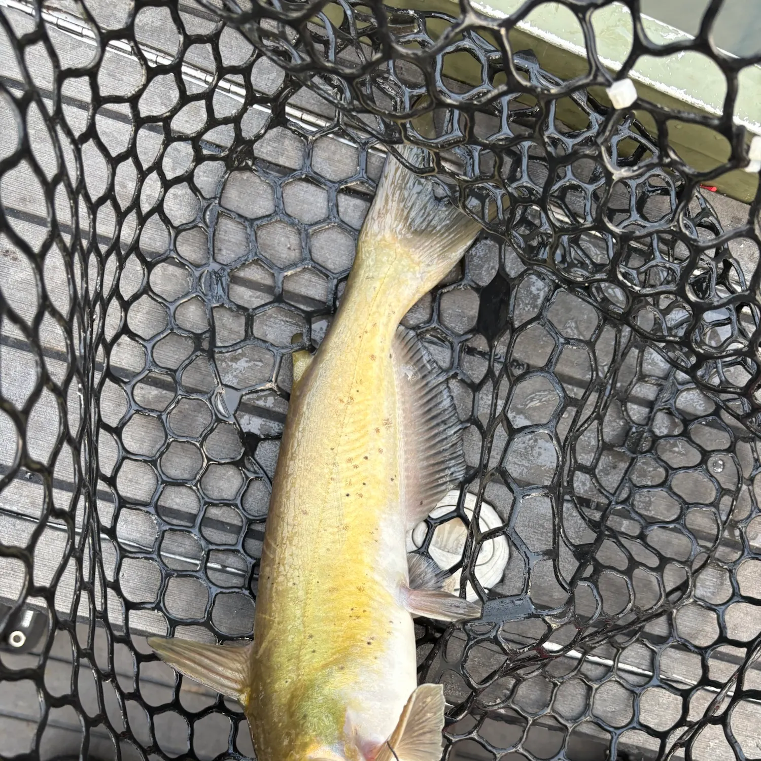 Channel catfish caught on Fishbrain