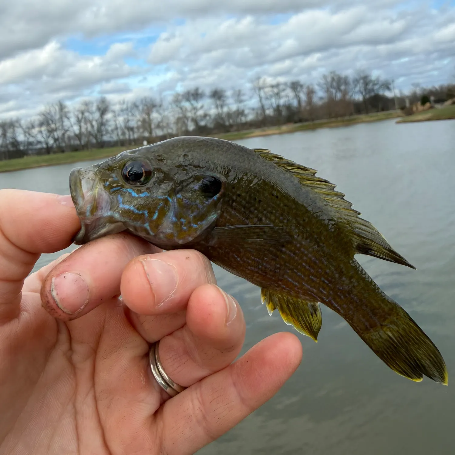 The most recent Green sunfish catches on Fishbrain