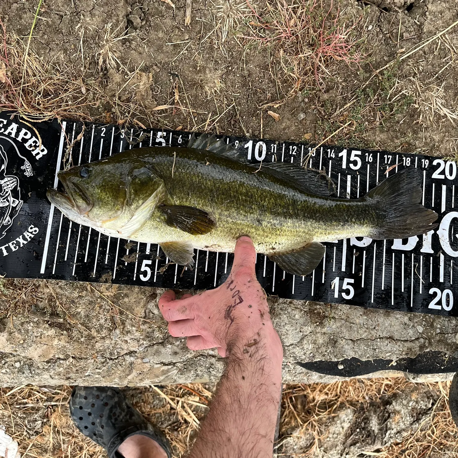 Largemouth bass caught on Fishbrain