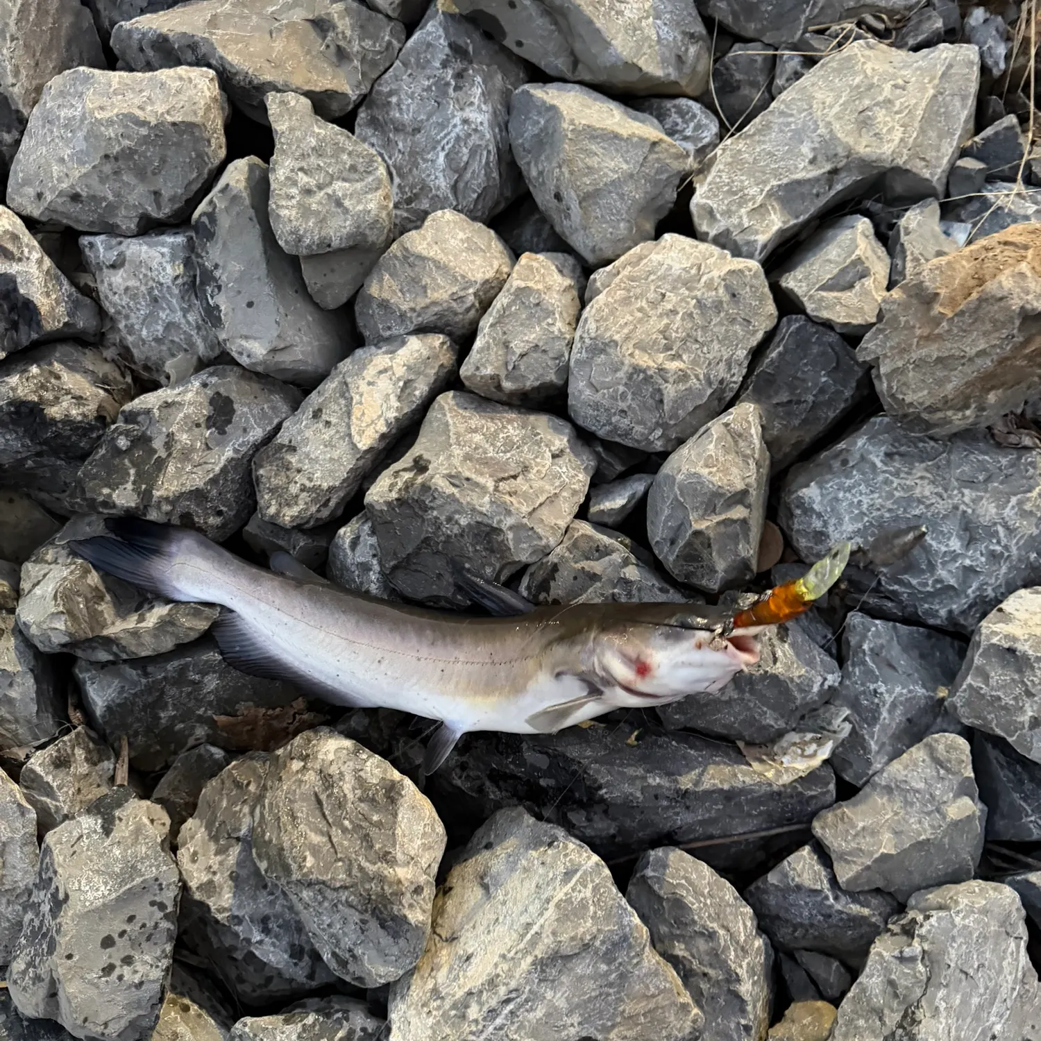 Channel catfish caught on Fishbrain