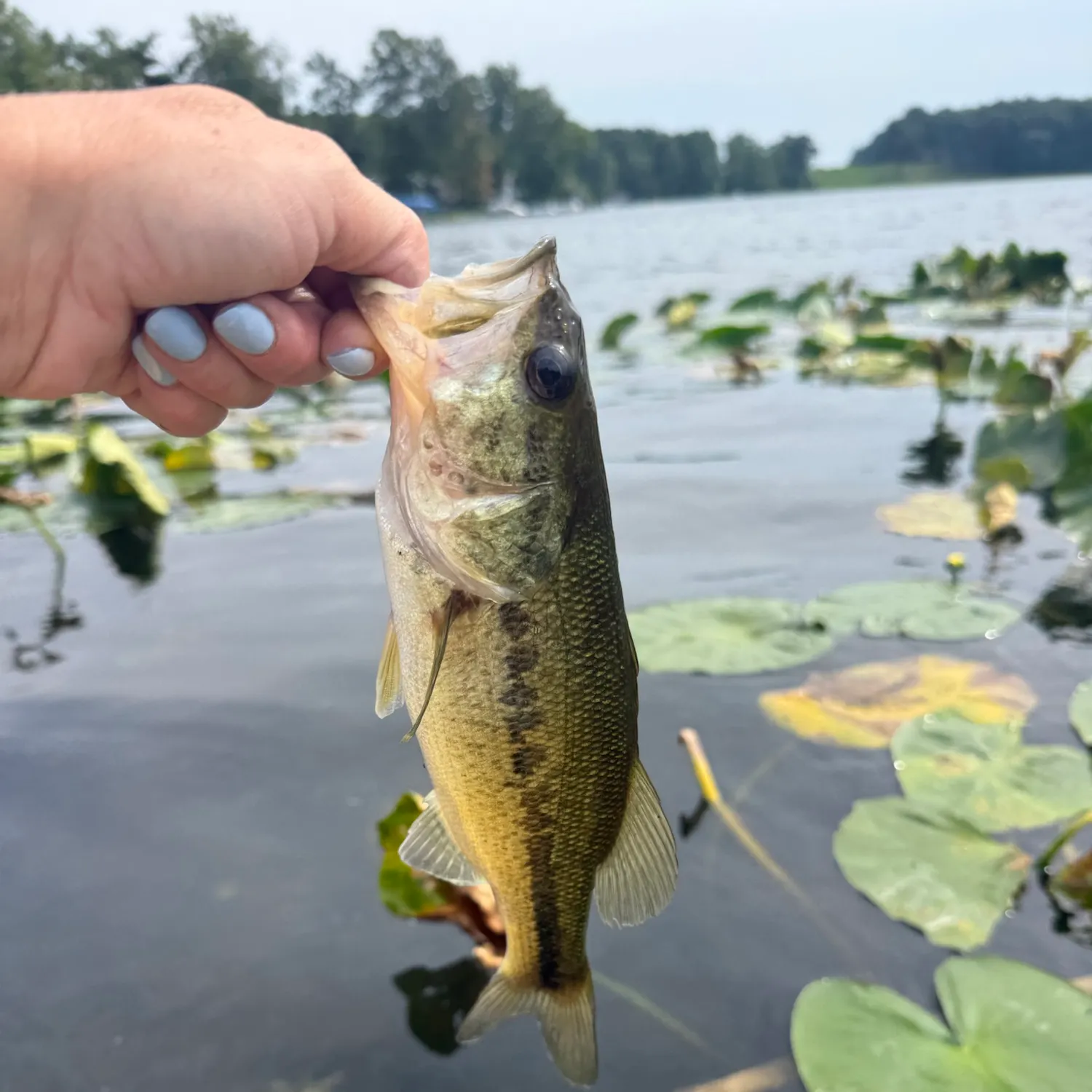 Largemouth bass caught on Fishbrain