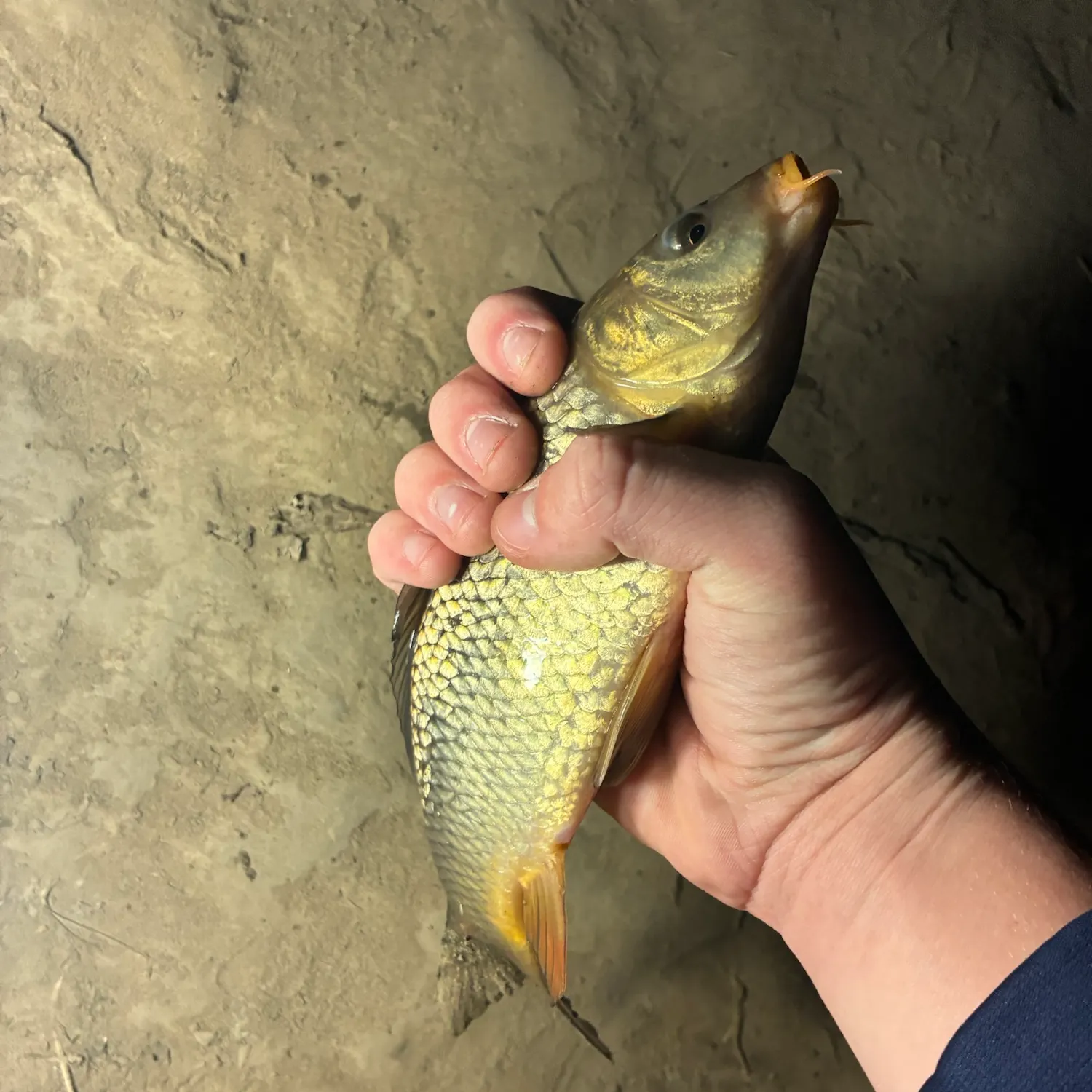 Common carp caught on Fishbrain