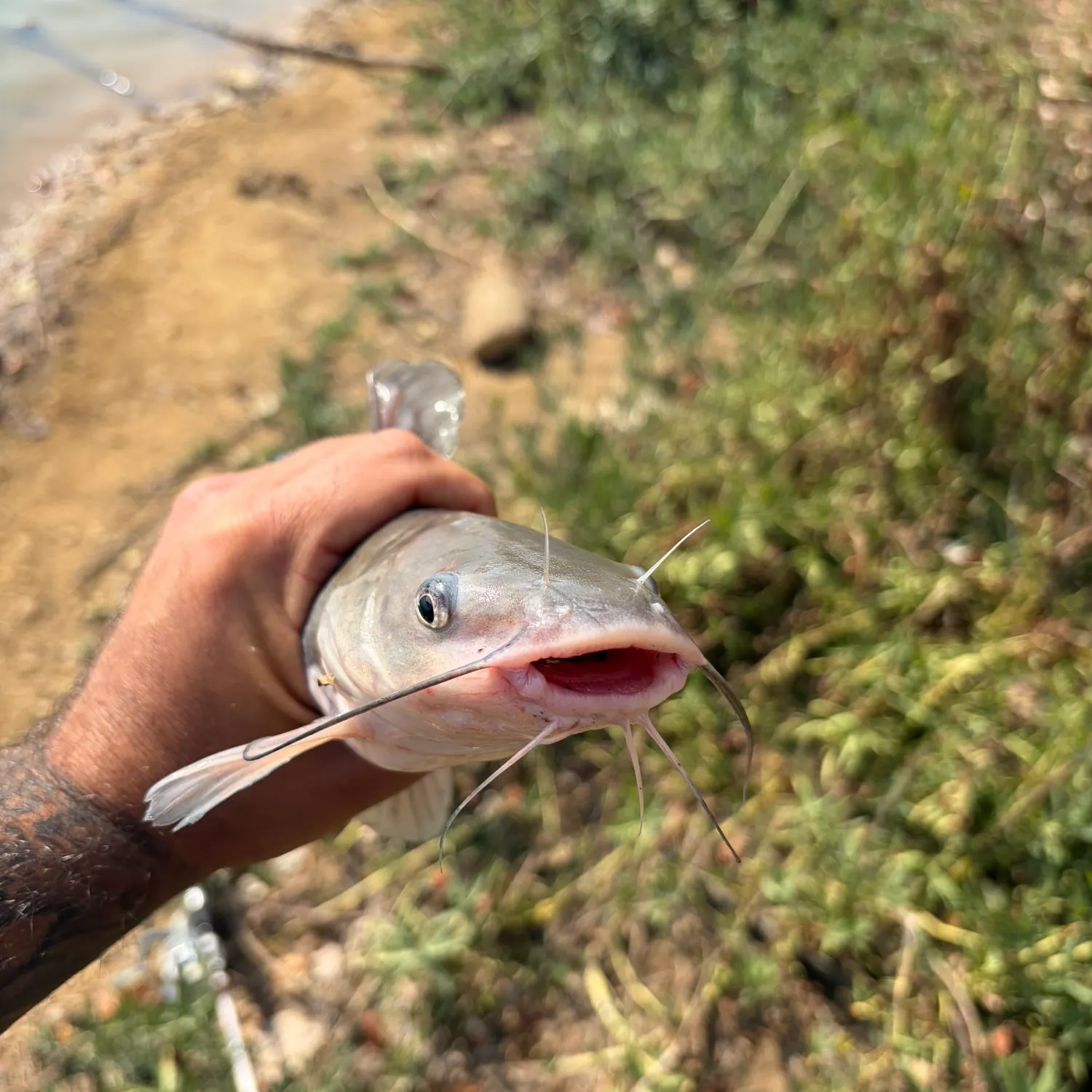 Blue catfish caught on Fishbrain