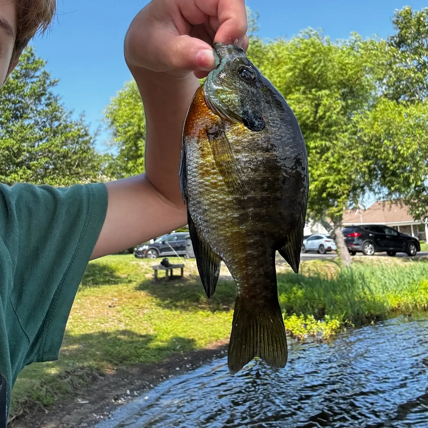 Bluegill caught on Fishbrain