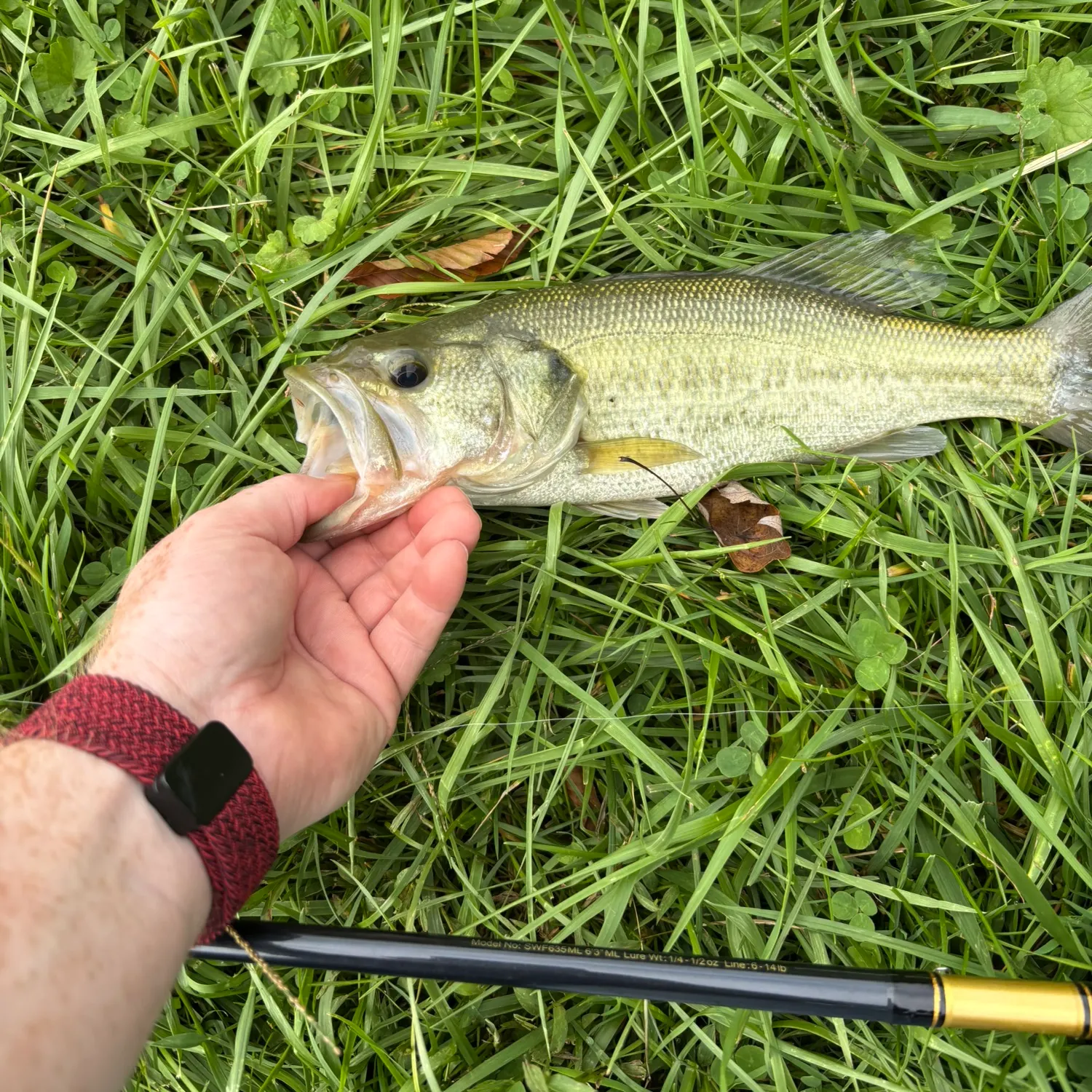 Largemouth bass caught on Fishbrain