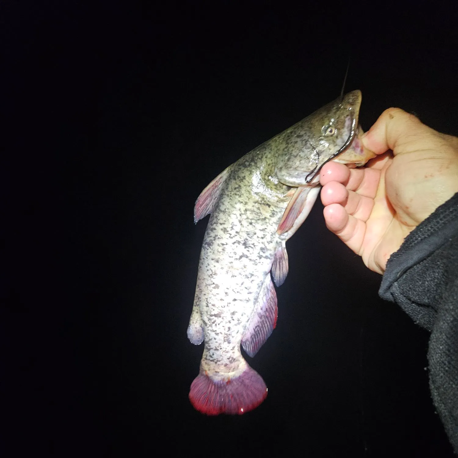 Brown bullhead caught on Fishbrain