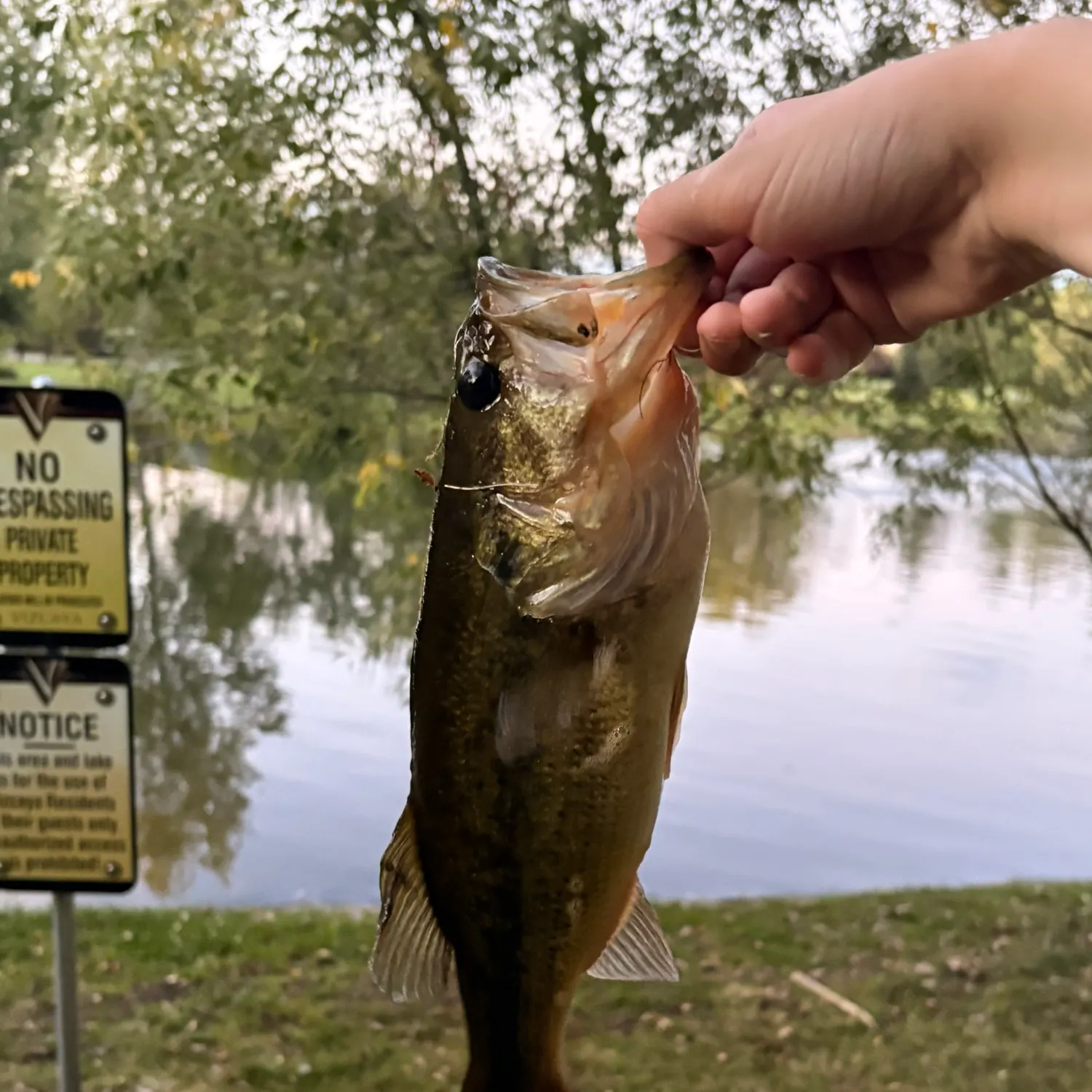 Largemouth bass caught on Fishbrain