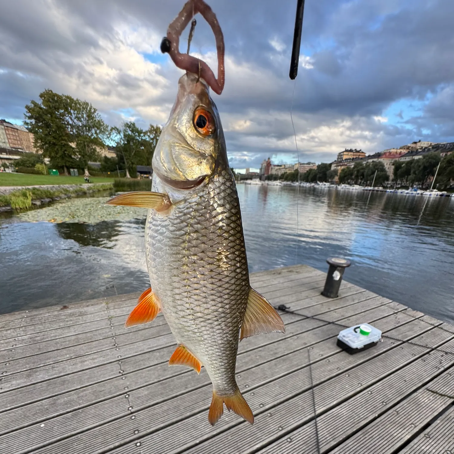 Common roach caught on Fishbrain