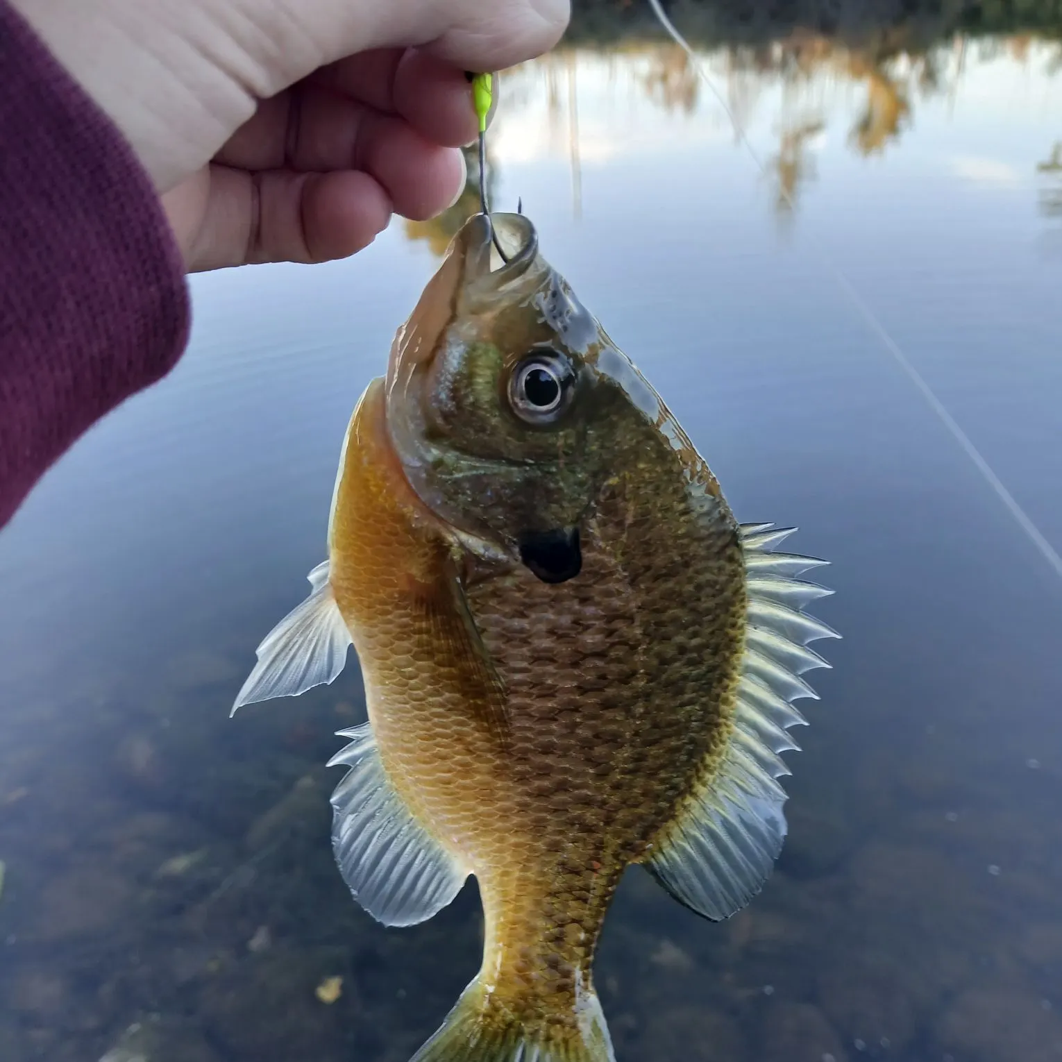Bluegill caught on Fishbrain