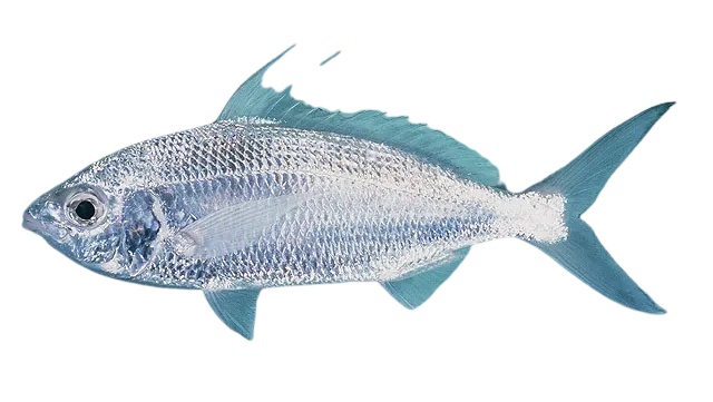 Slender silver-biddy