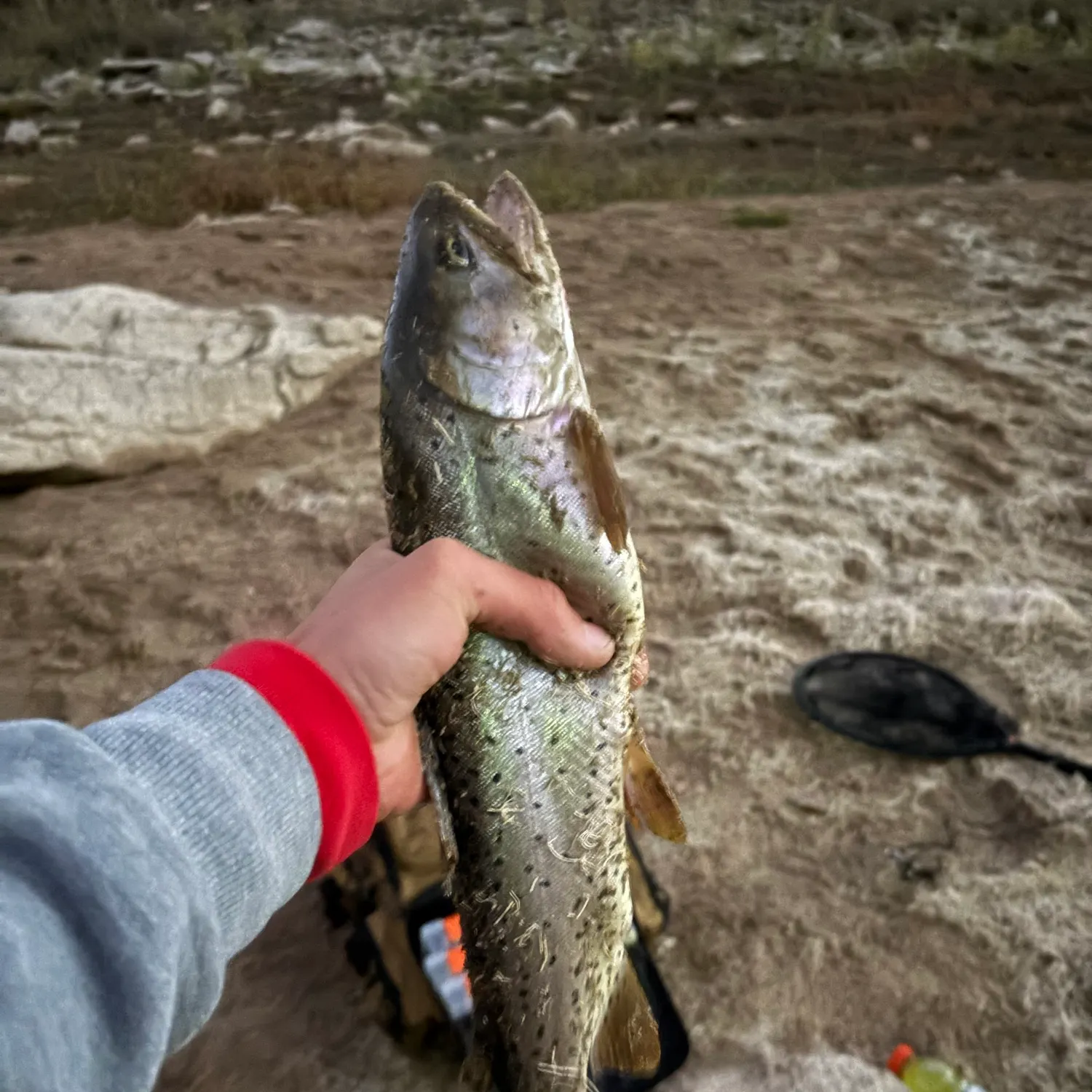 Cutthroat trout caught on Fishbrain