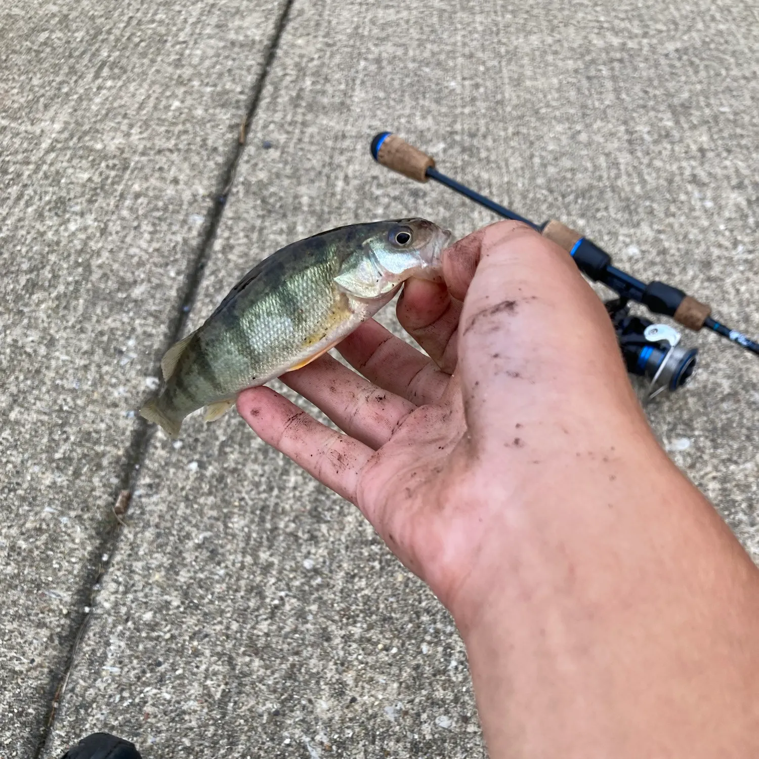 Yellow perch caught on Fishbrain