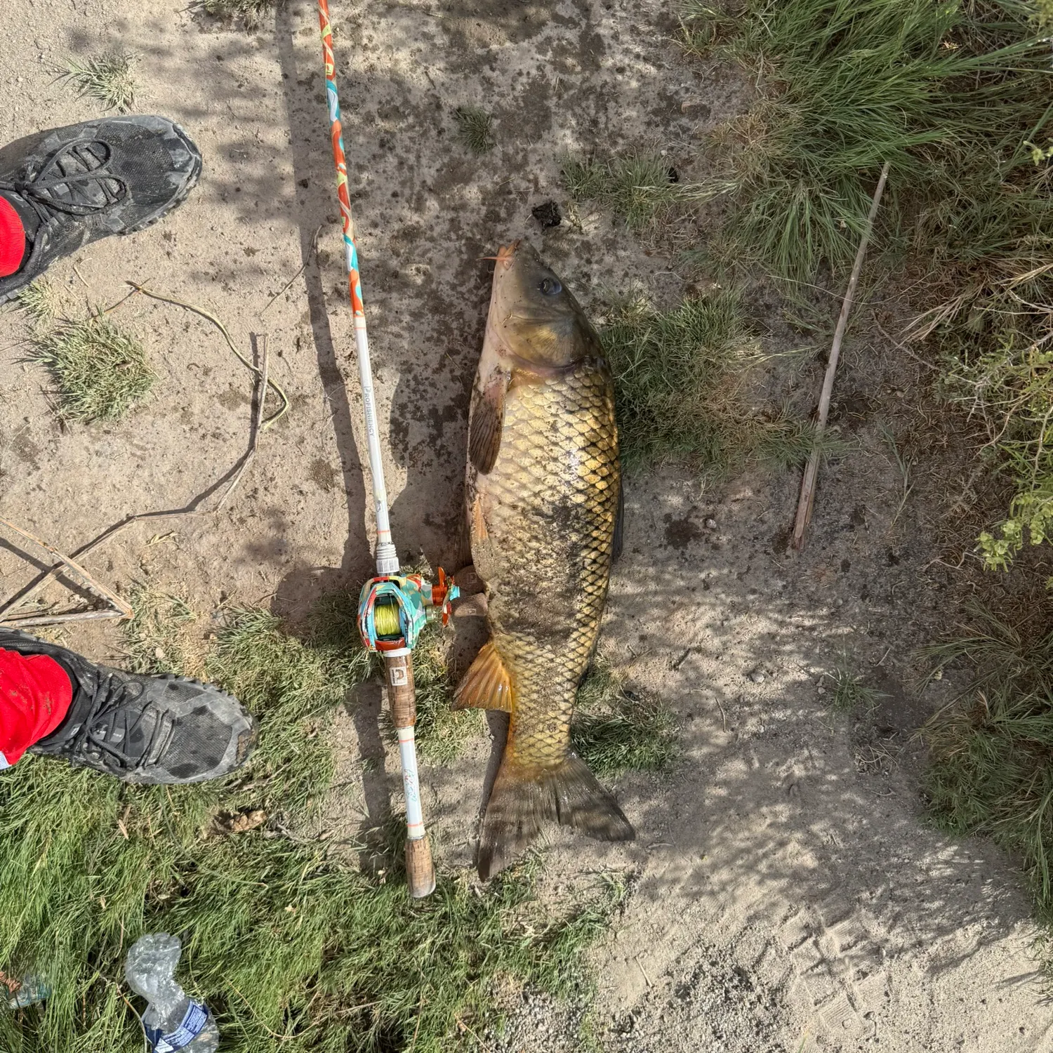 Common carp caught on Fishbrain