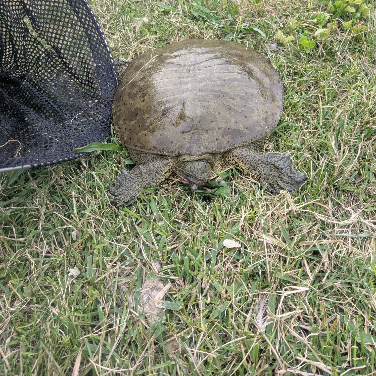 The most recent Australian swamp eel catches on Fishbrain
