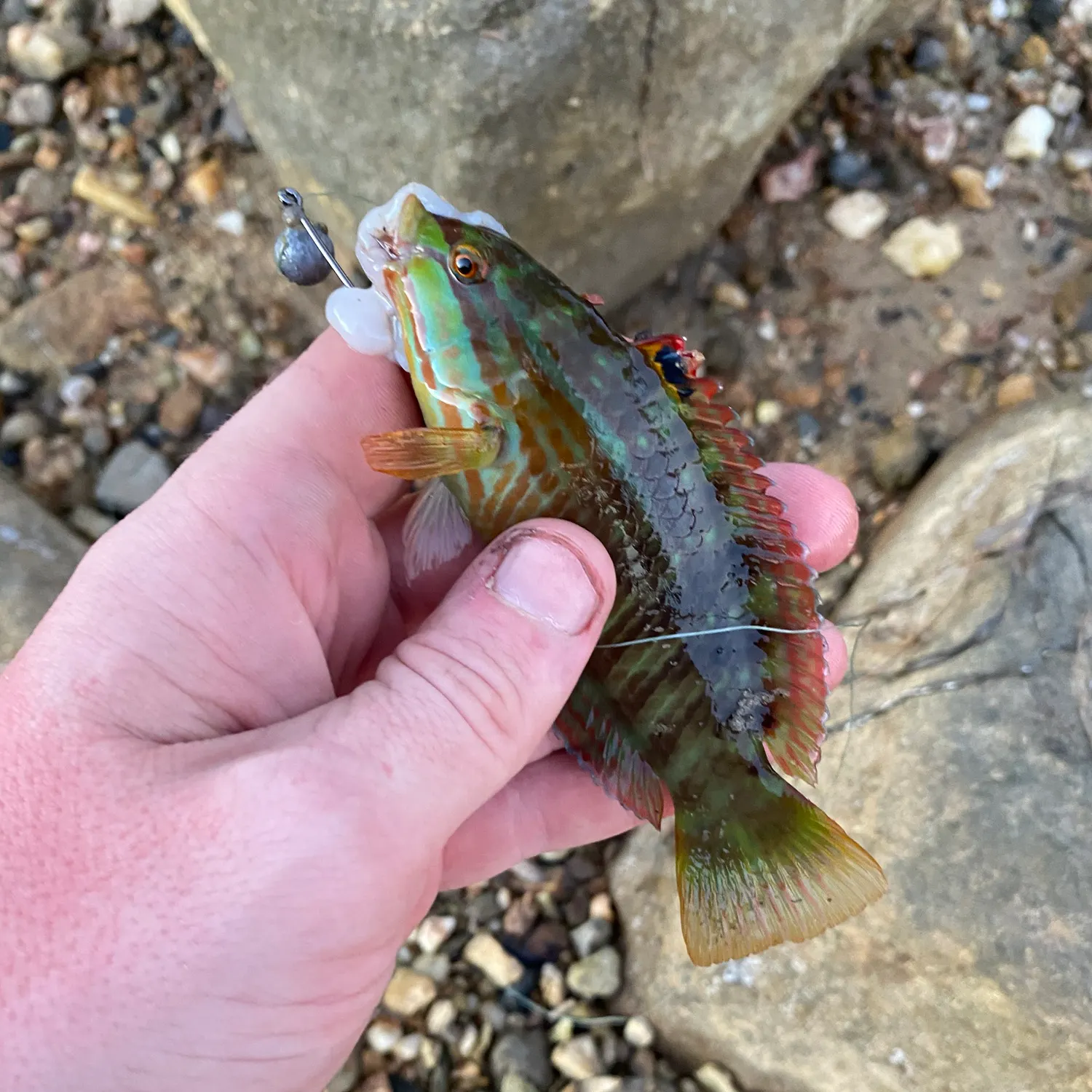 The most recent Gunther's wrasse catches on Fishbrain