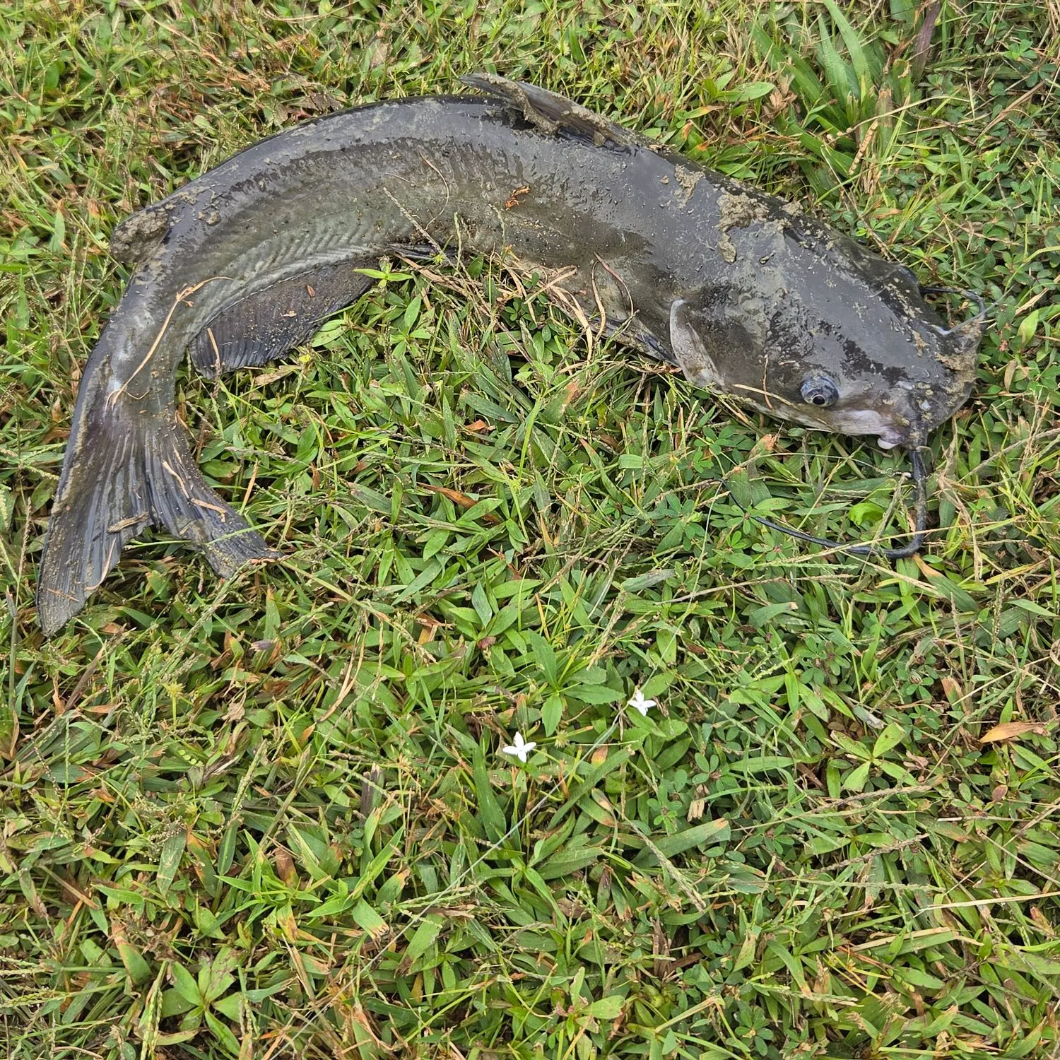 Channel catfish caught on Fishbrain