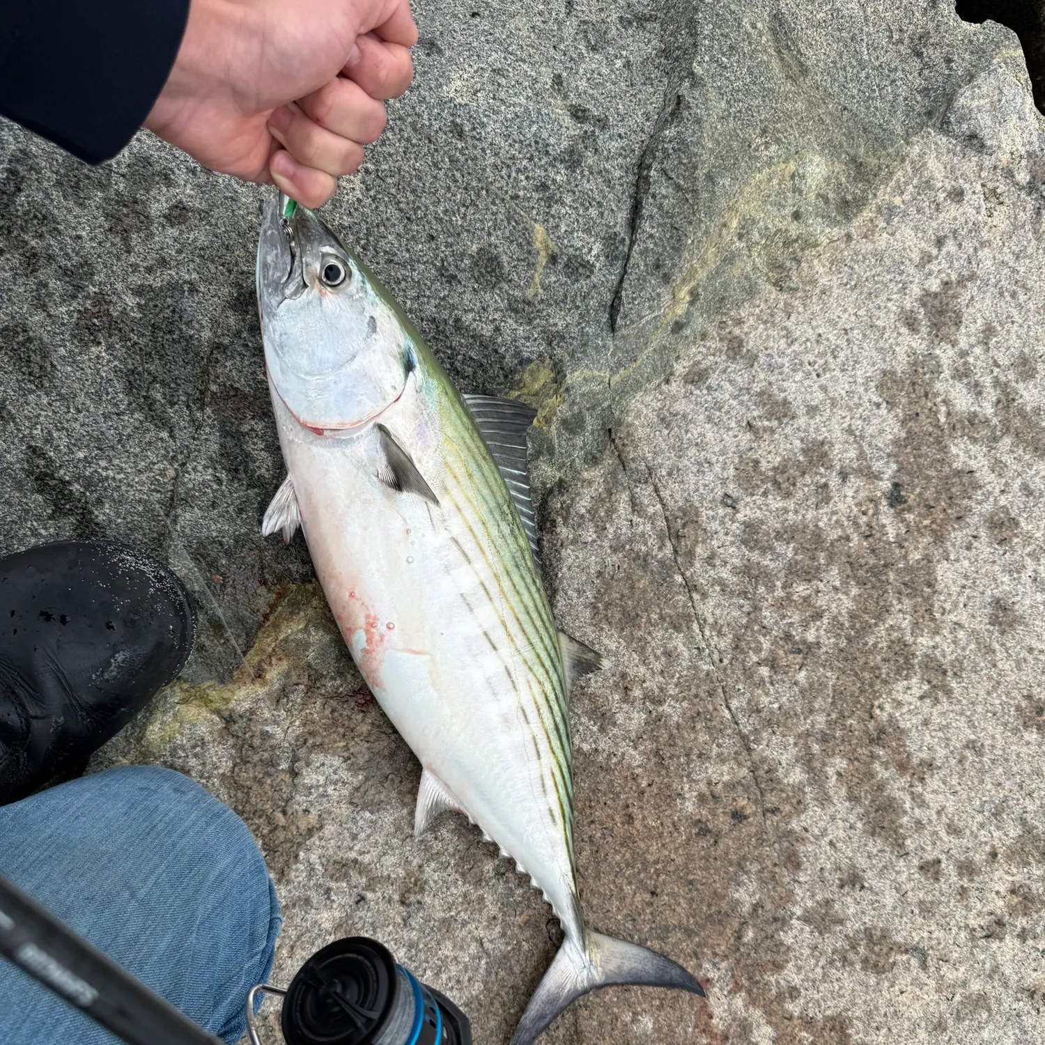 The most recent Atlantic bonito catches on Fishbrain
