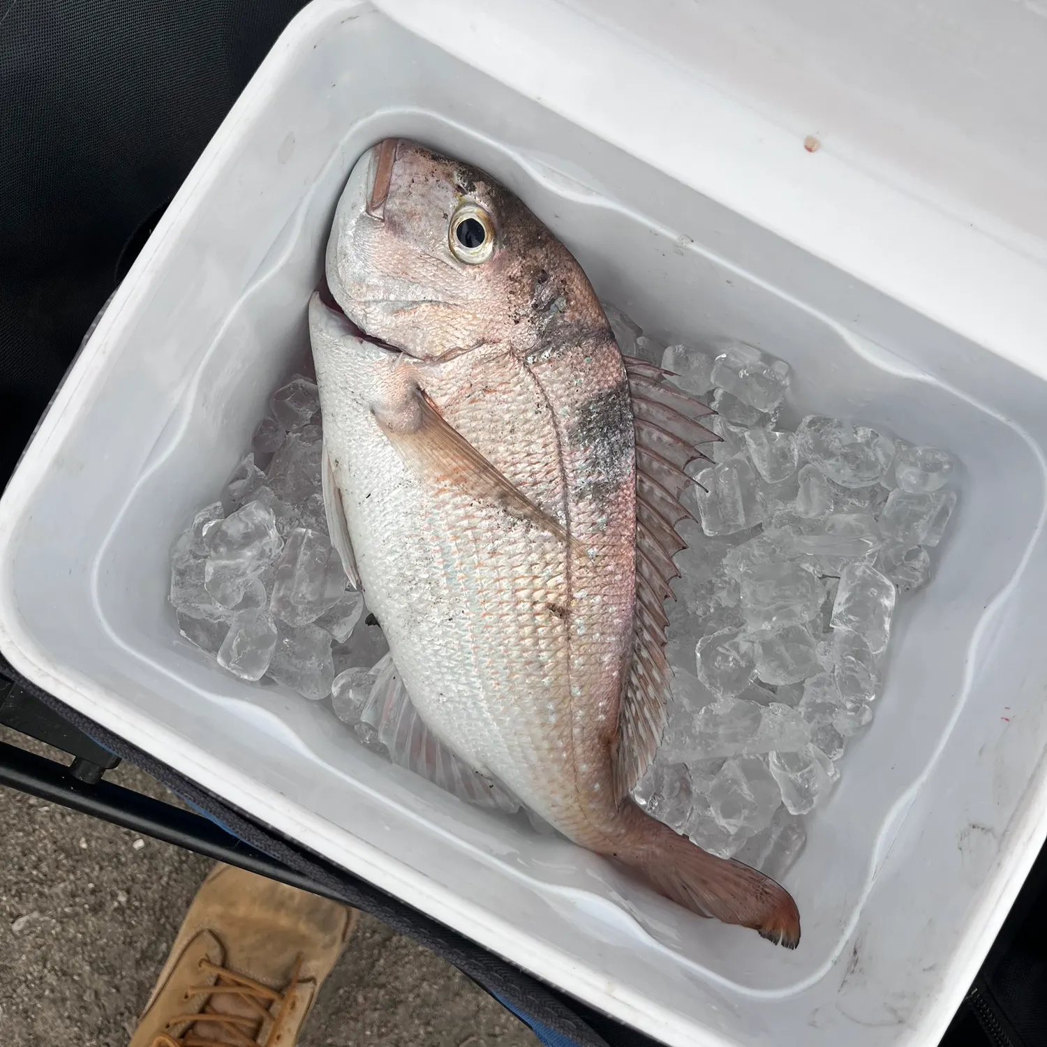 The most recent Australasian snapper catches on Fishbrain