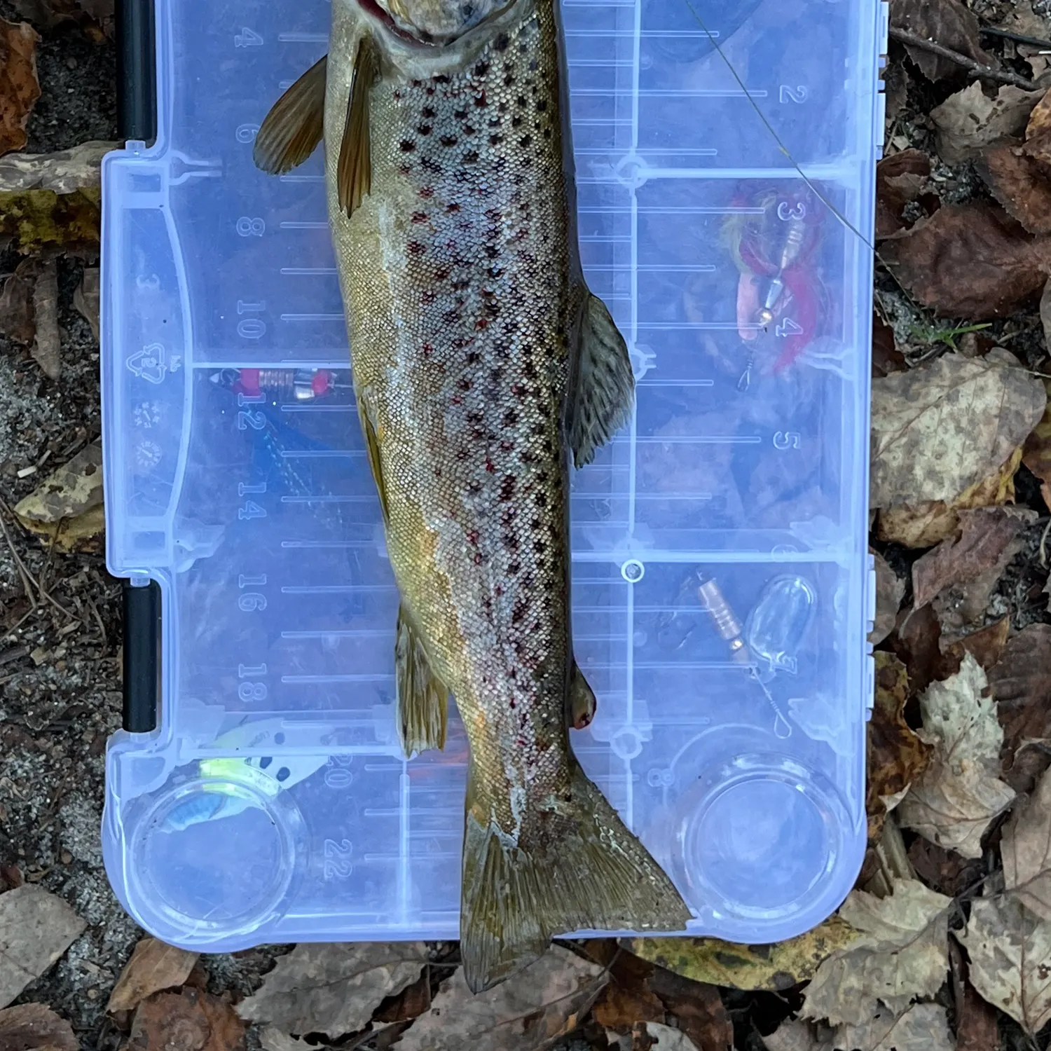 Brown trout caught on Fishbrain