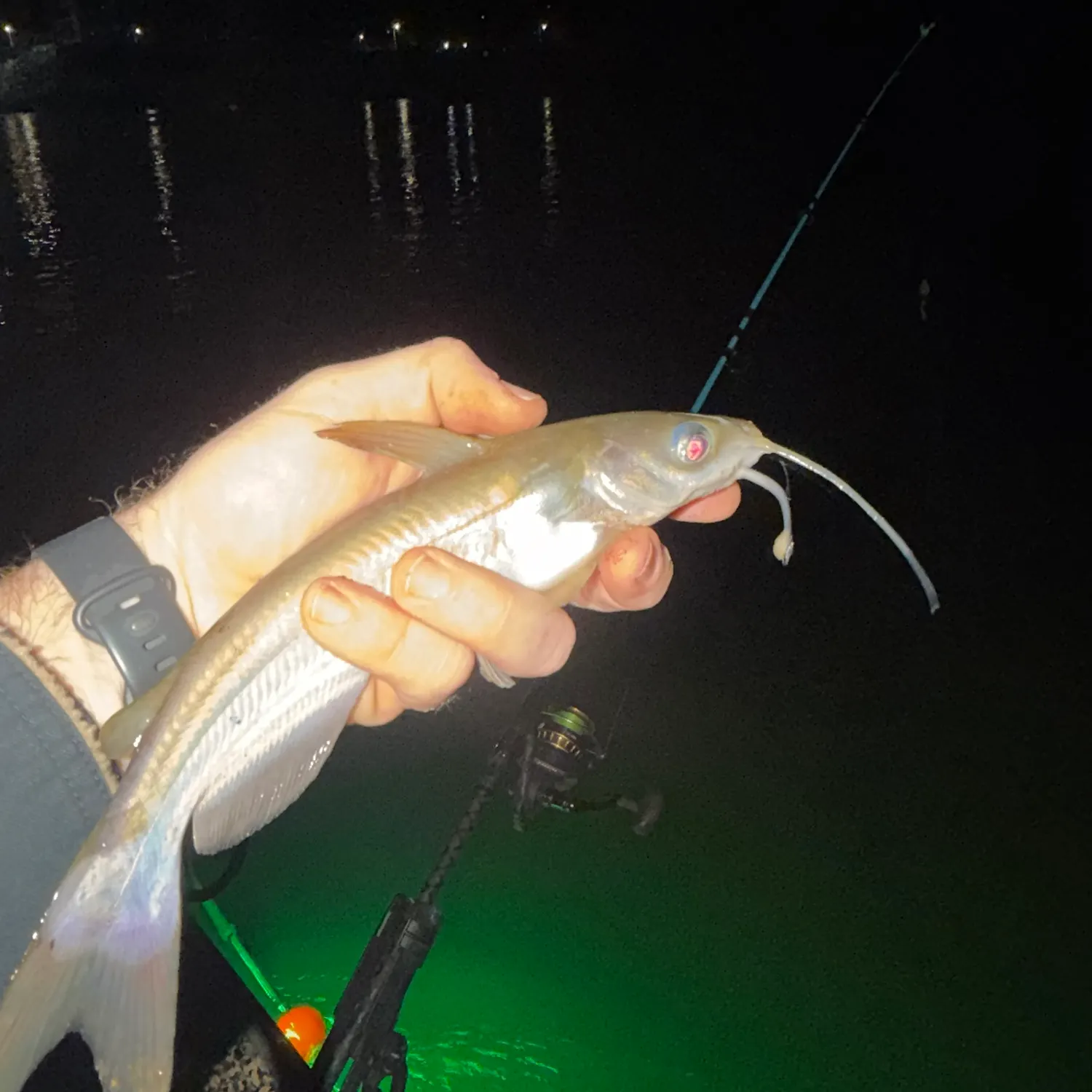 Blue catfish caught on Fishbrain