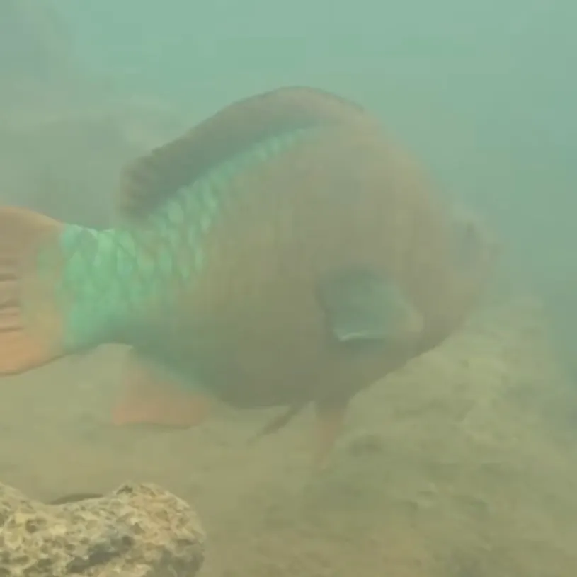 The most recent Rainbow parrotfish catches on Fishbrain