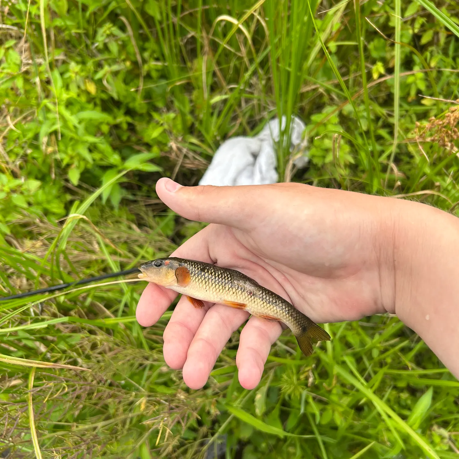 The most recent Redspot chub catches on Fishbrain