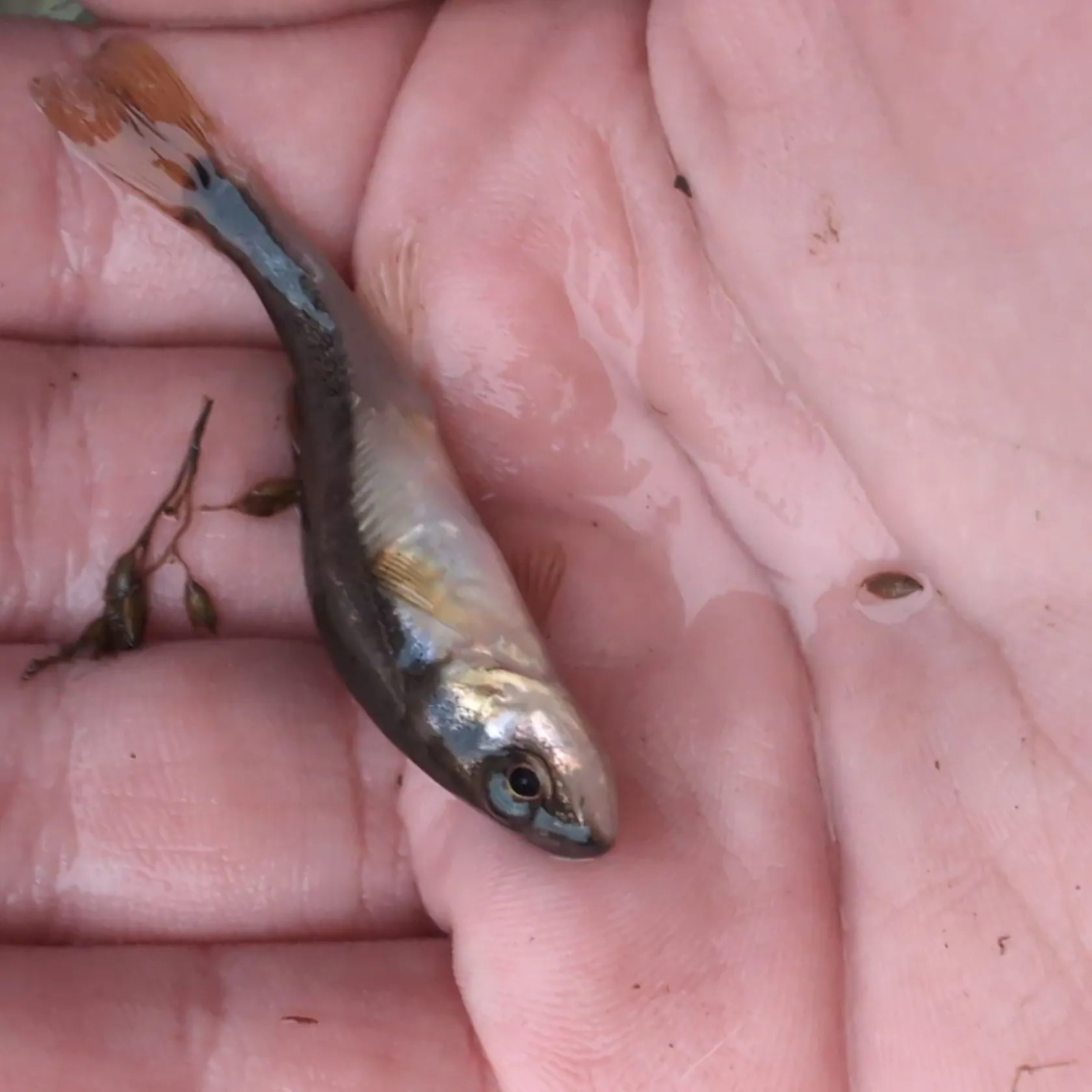 The most recent Eurasian minnow catches on Fishbrain
