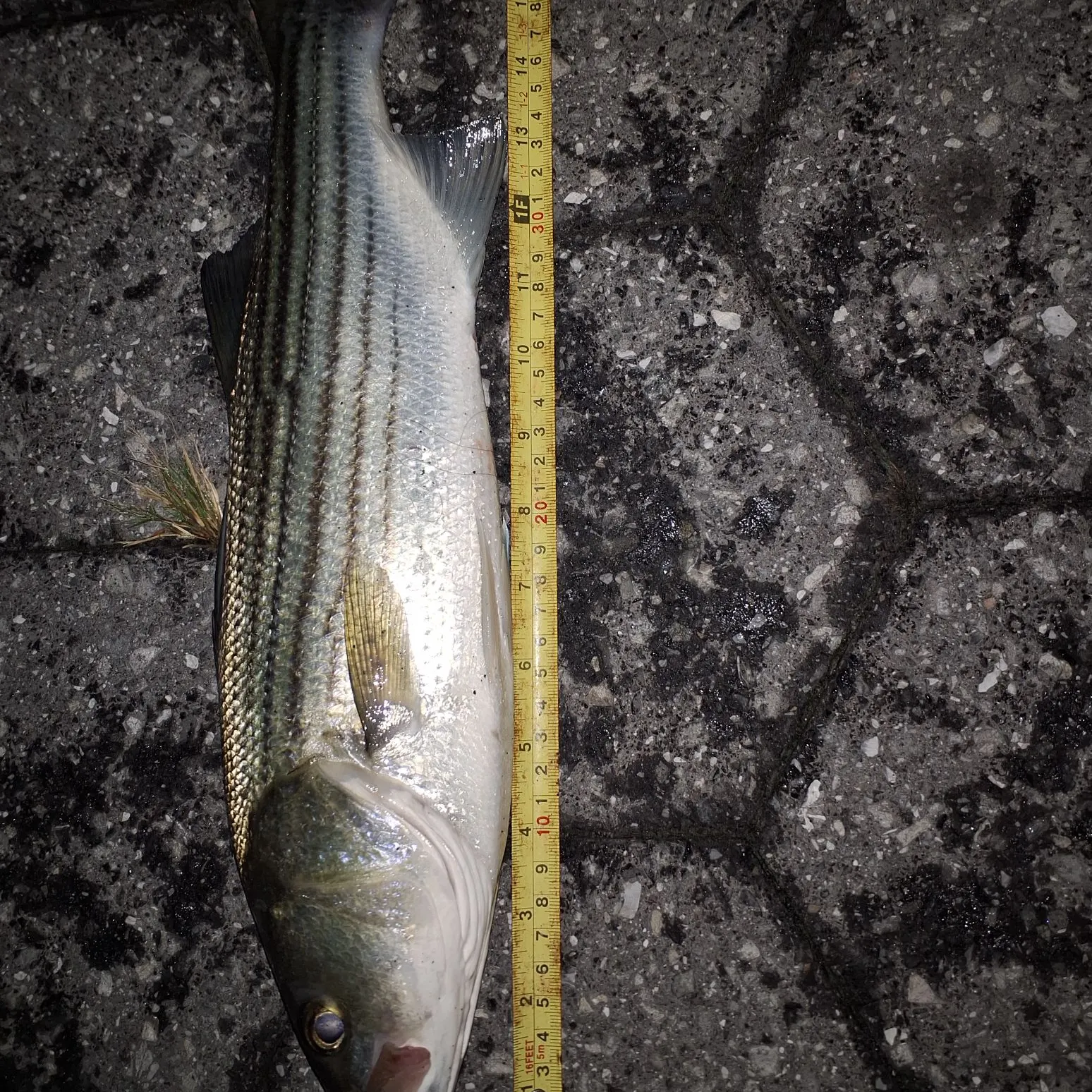 Striped bass caught on Fishbrain