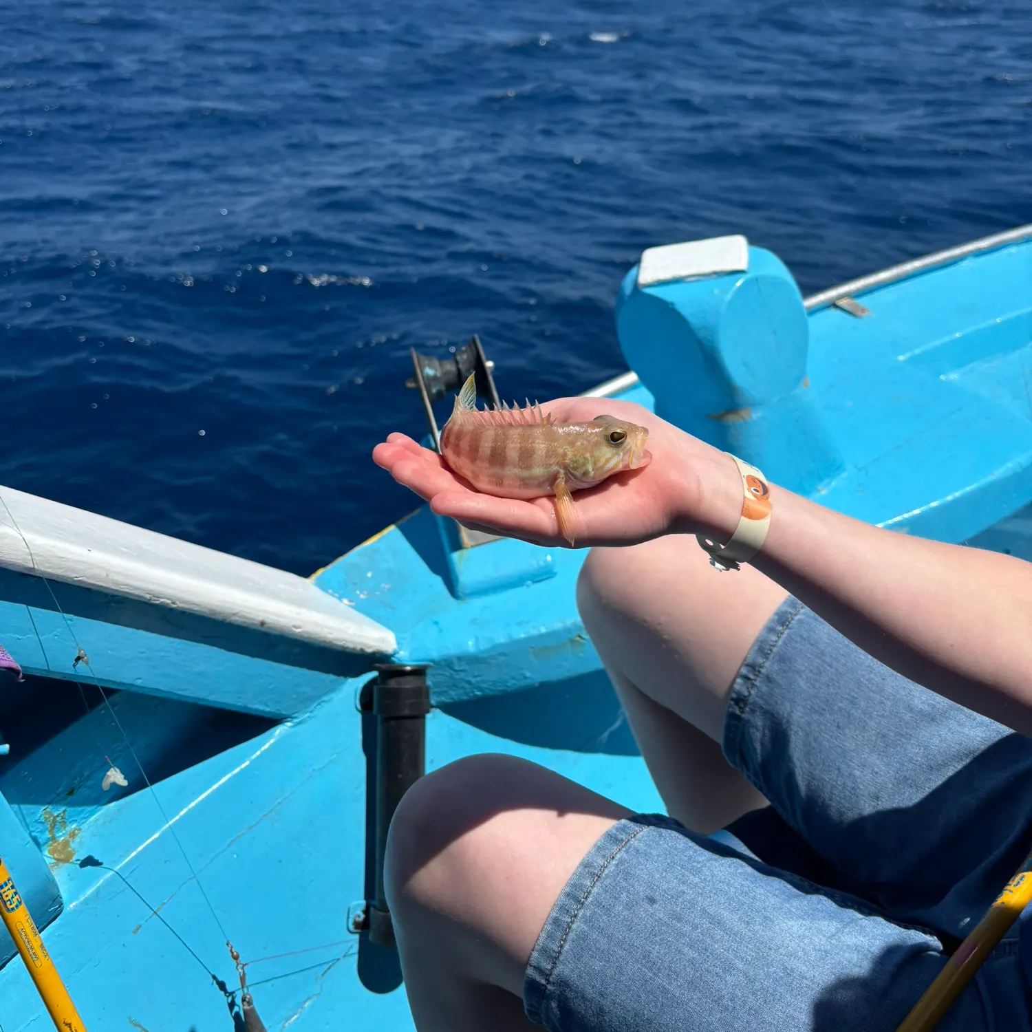 The most recent Comber catches on Fishbrain