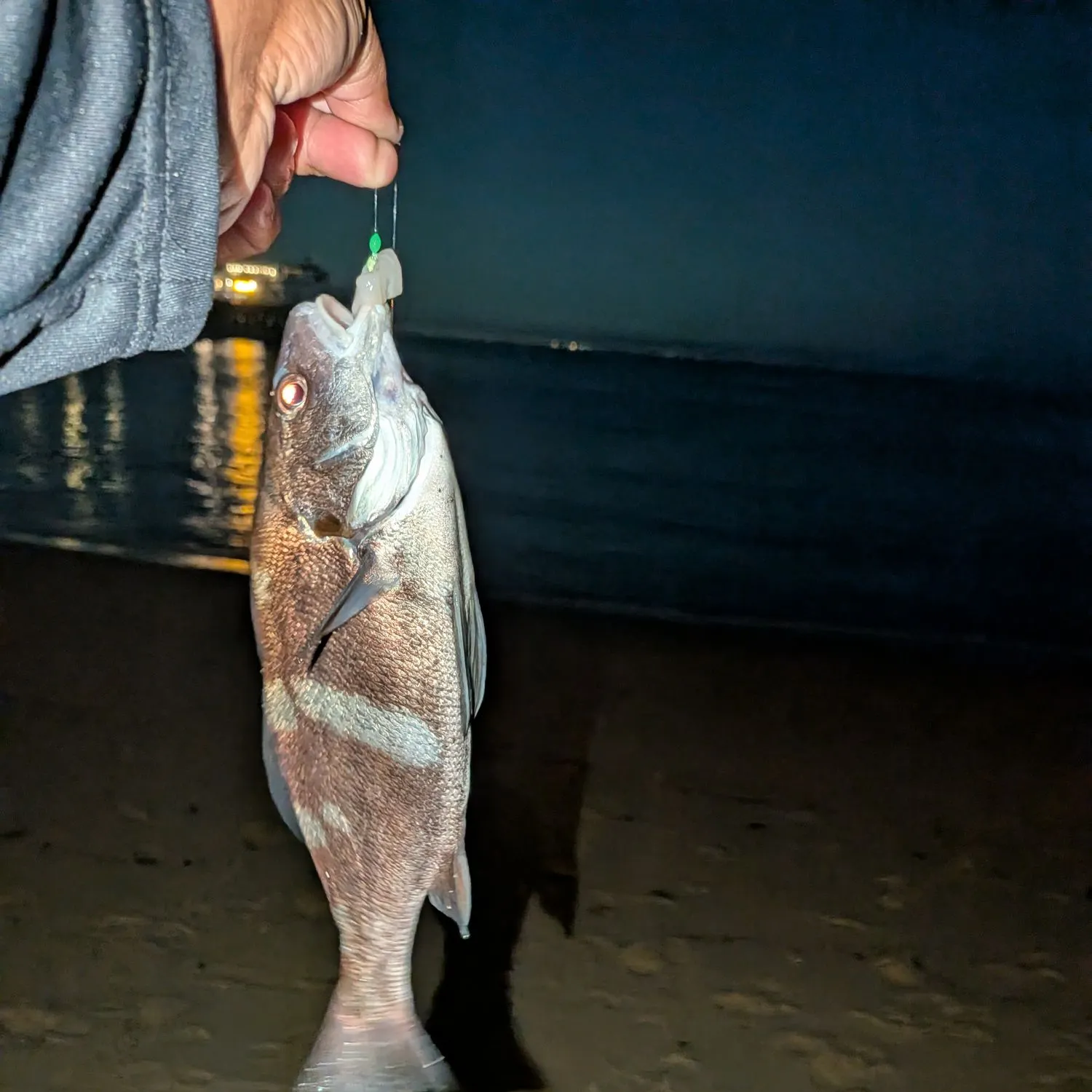 The most recent Black croaker catches on Fishbrain