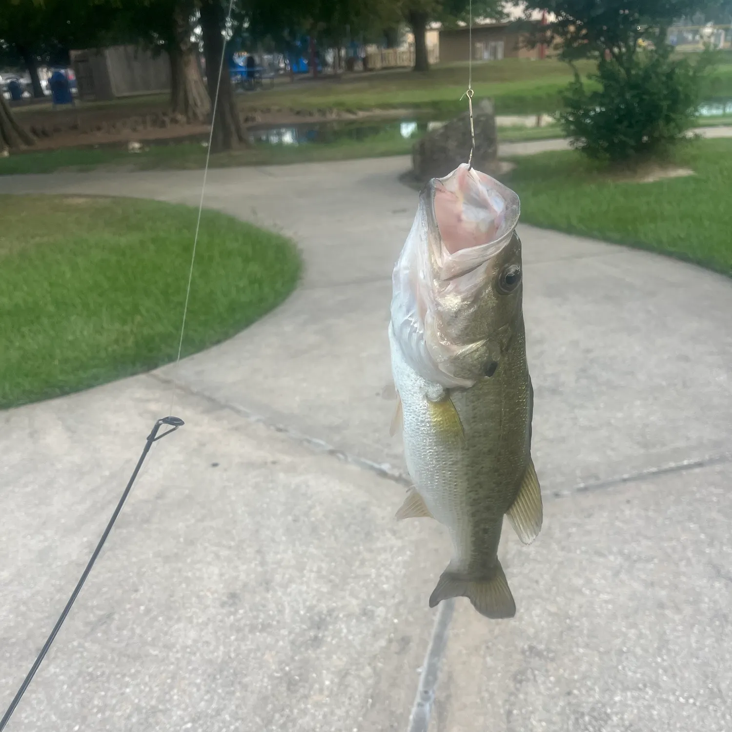 Largemouth bass caught on Fishbrain