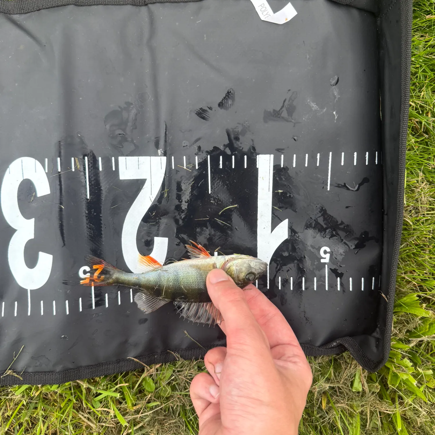 European perch caught on Fishbrain