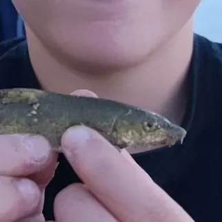 Common barbel caught on Fishbrain