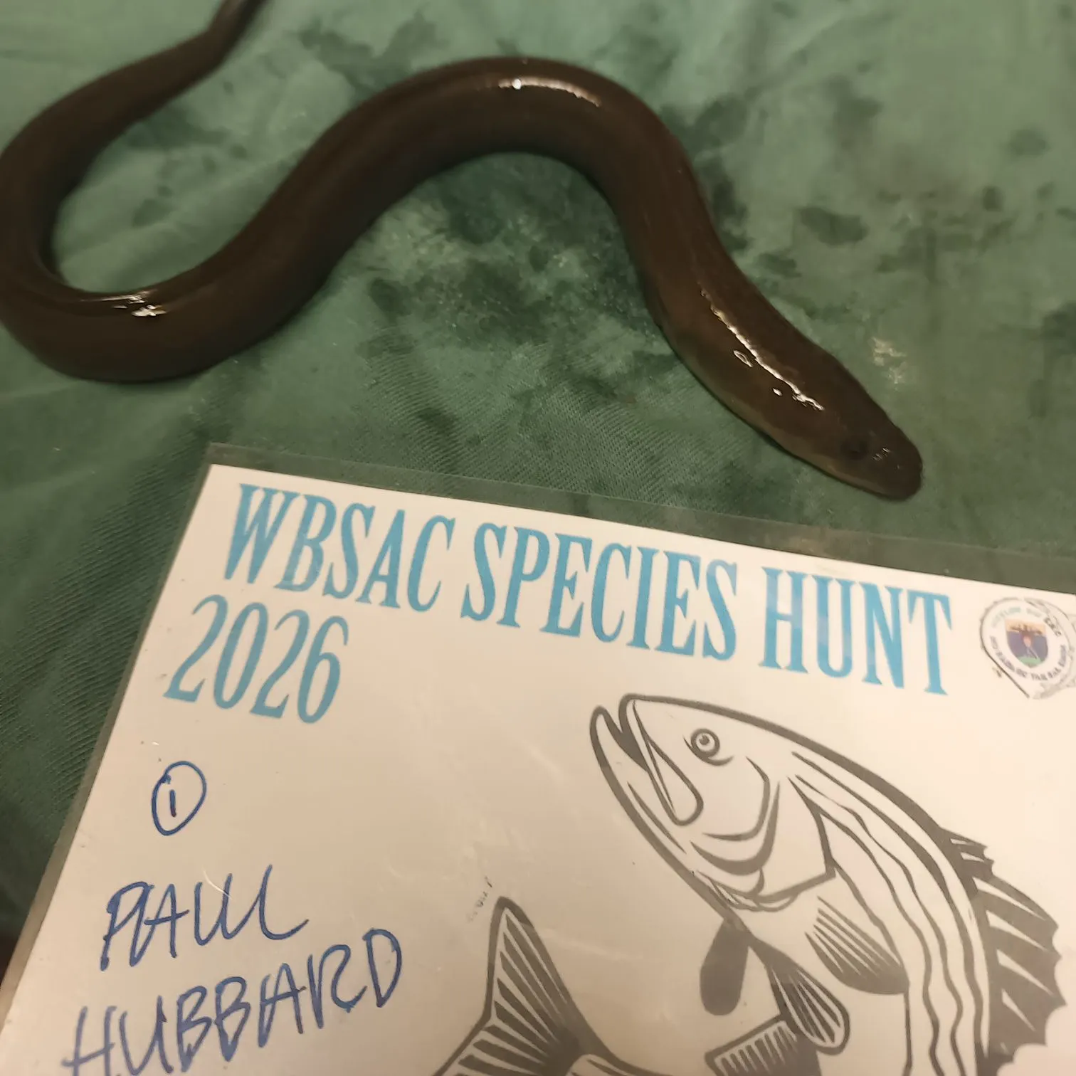 The most recent European eel catches on Fishbrain