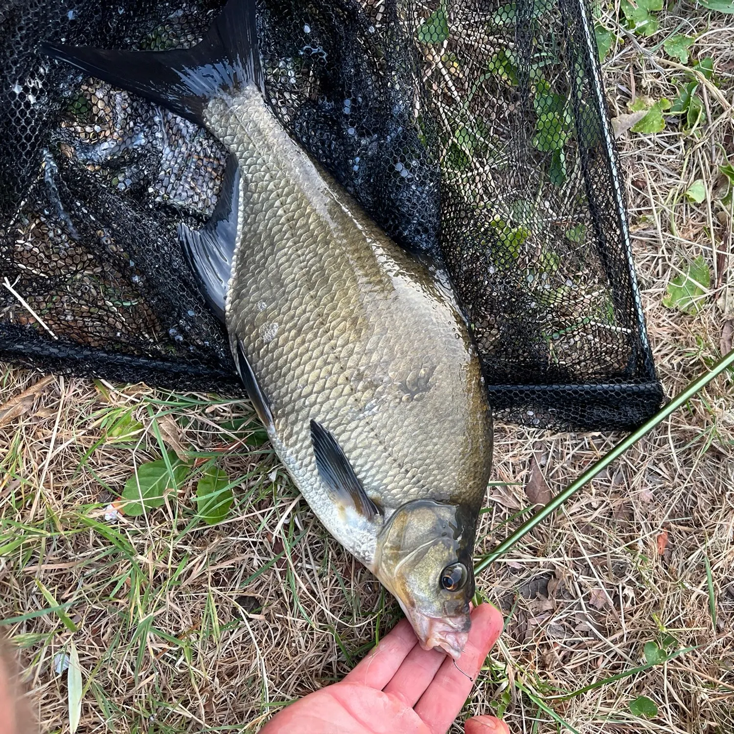 Common bream caught on Fishbrain