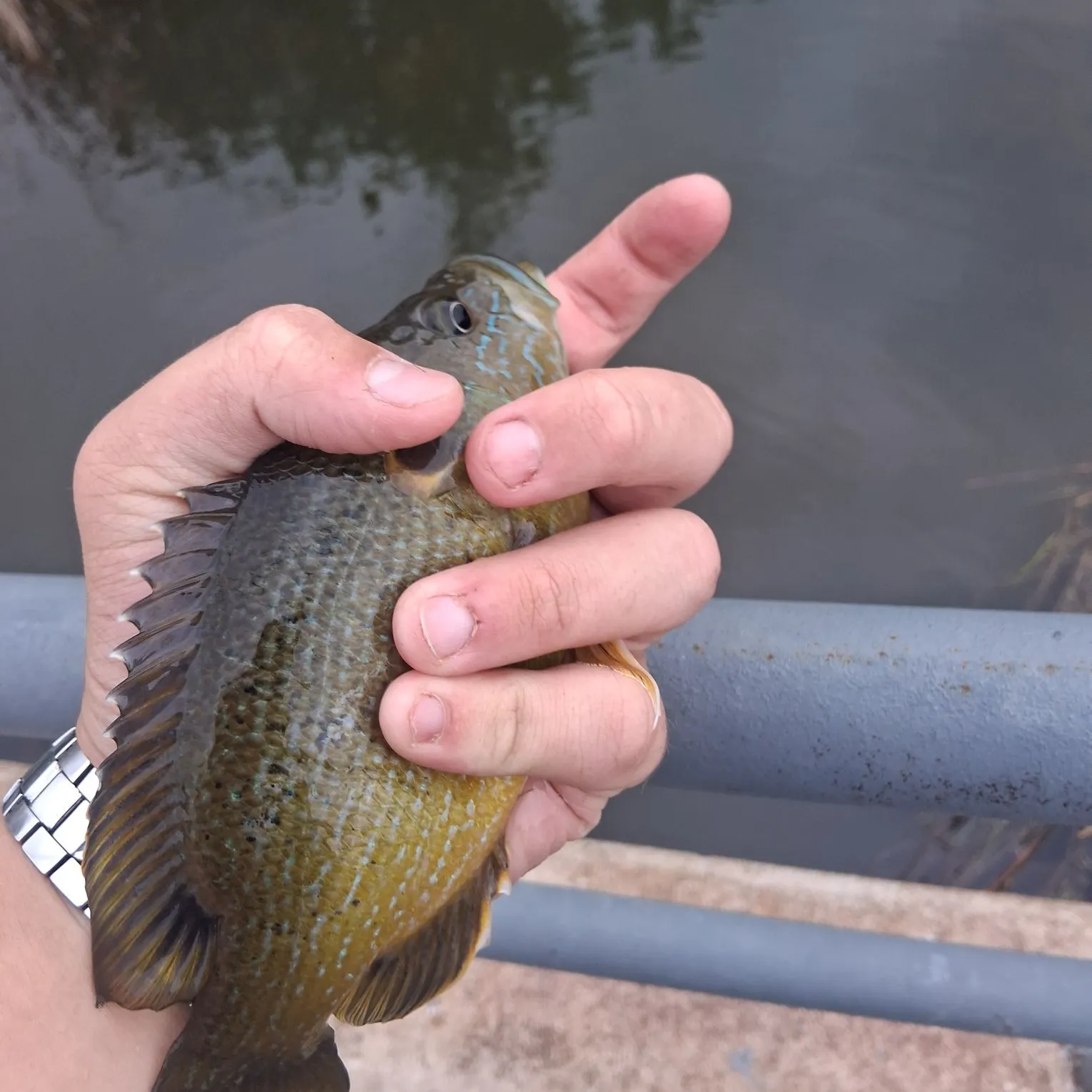 The most recent Longear sunfish catches on Fishbrain