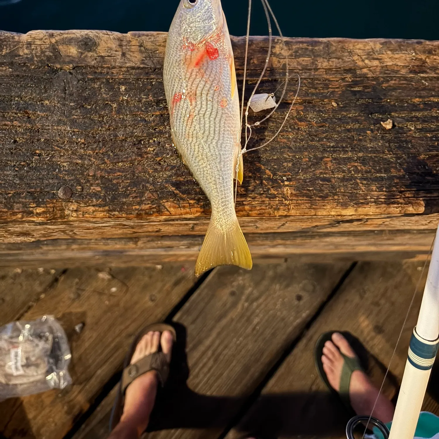 recently logged catches