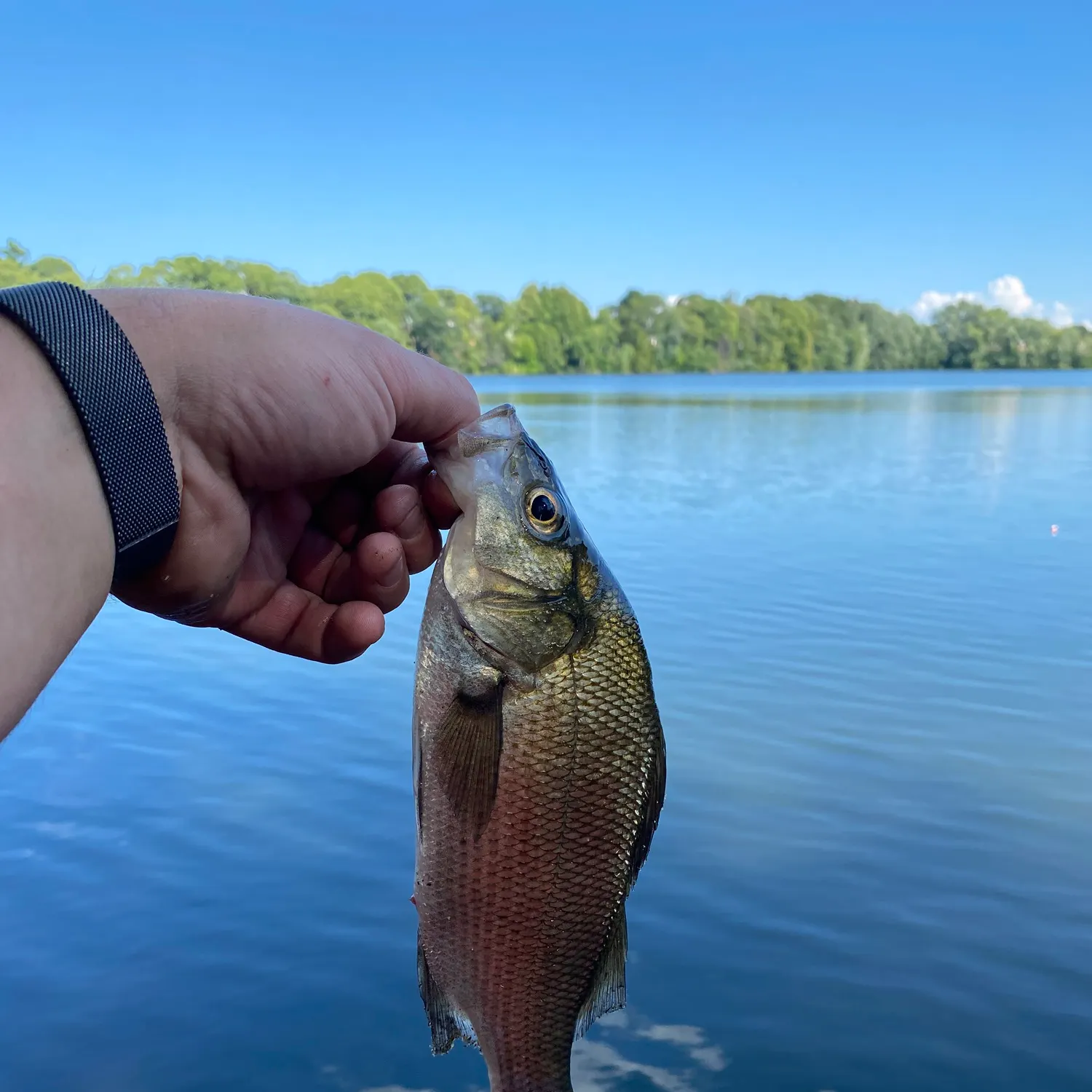 White perch caught on Fishbrain