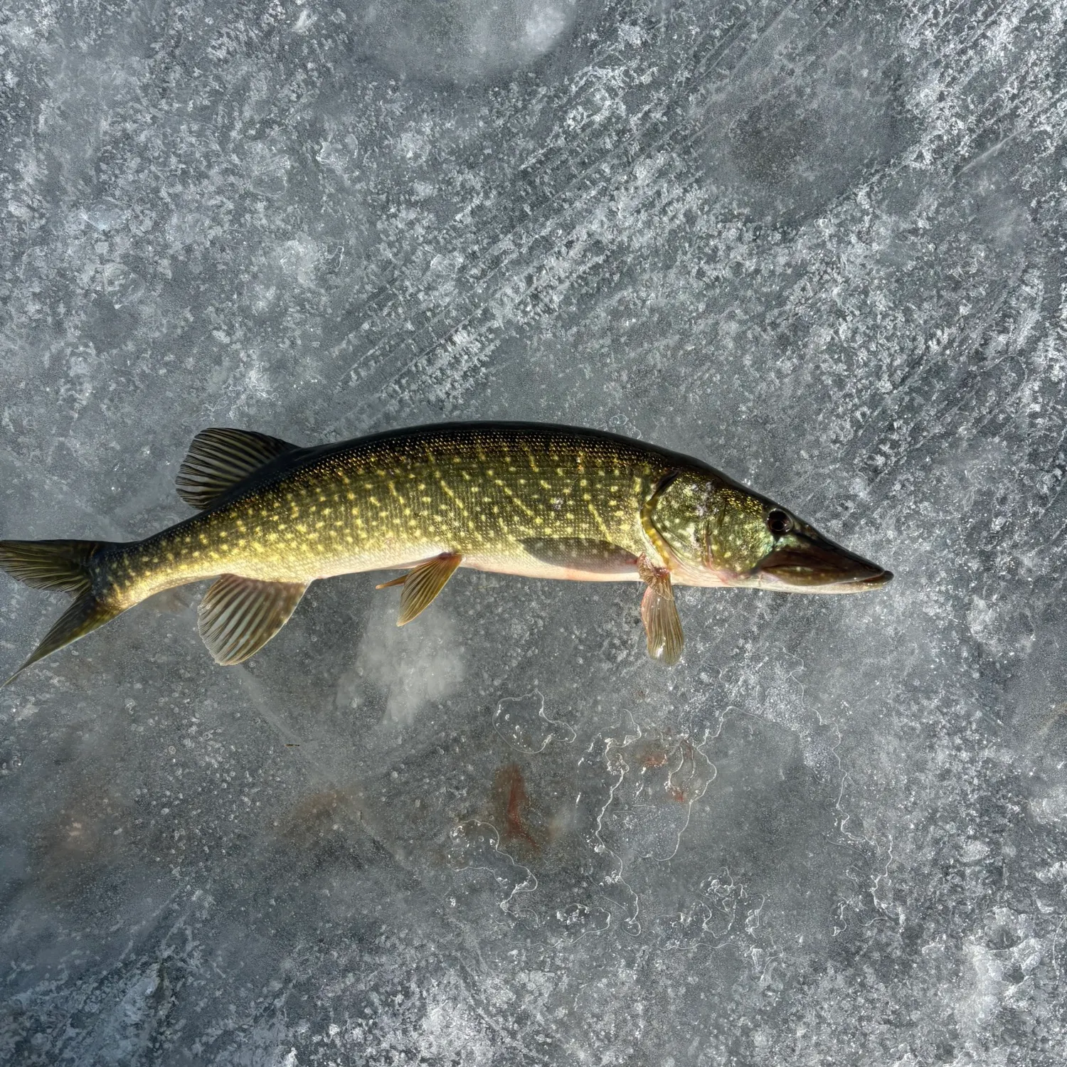 The most recent Northern pike x Chain pickerel catches on Fishbrain