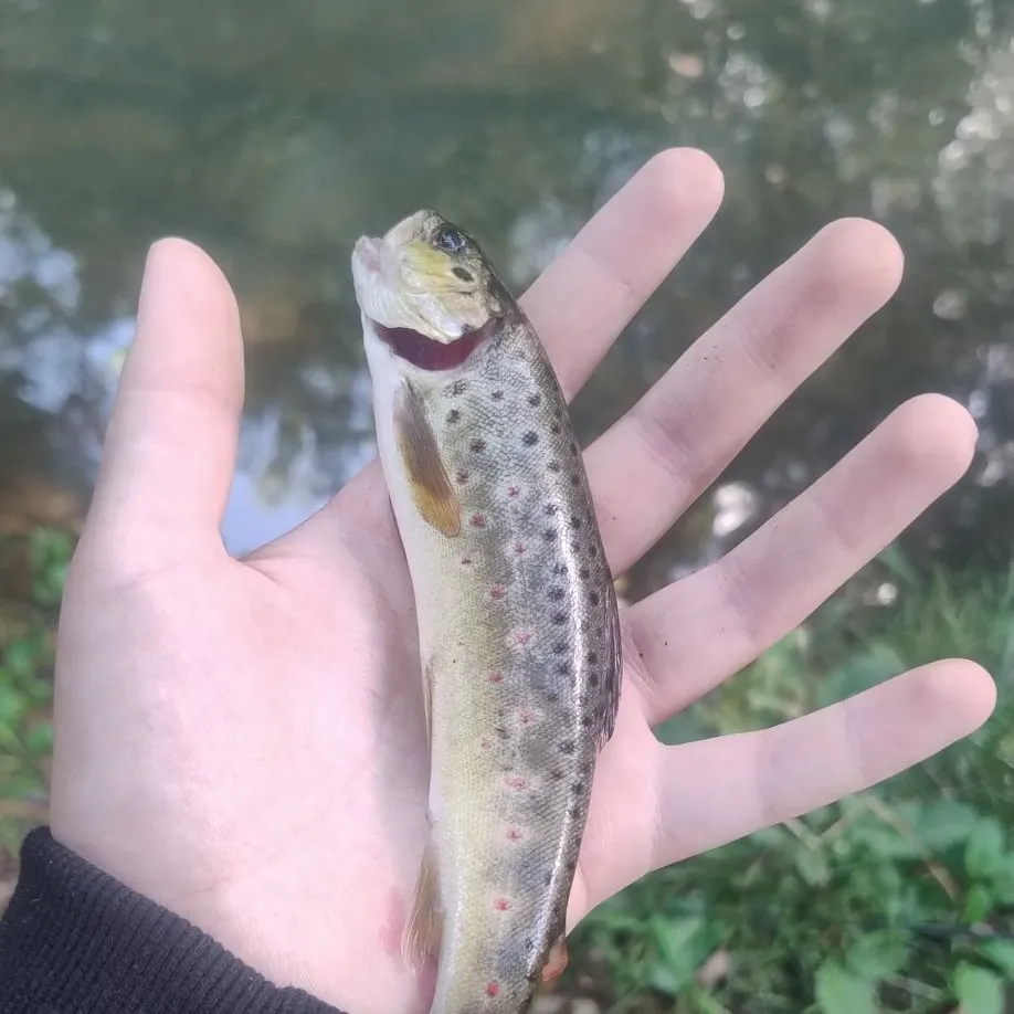 Brown trout caught on Fishbrain