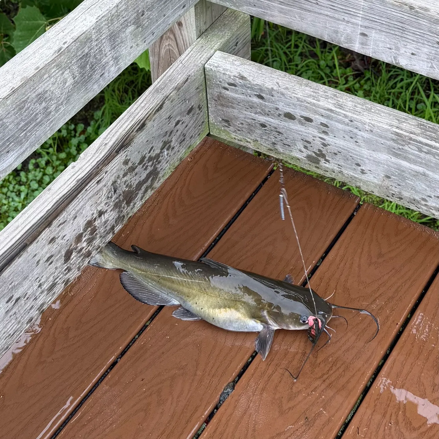 catch