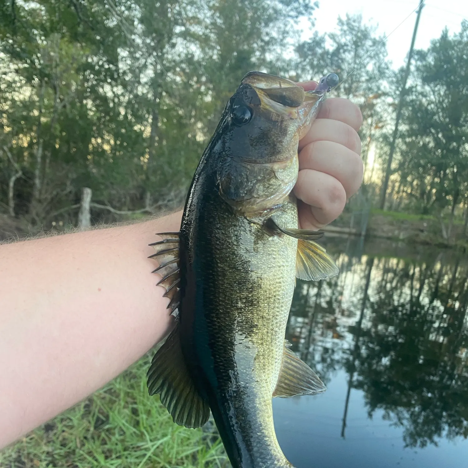 Florida bass caught on Fishbrain