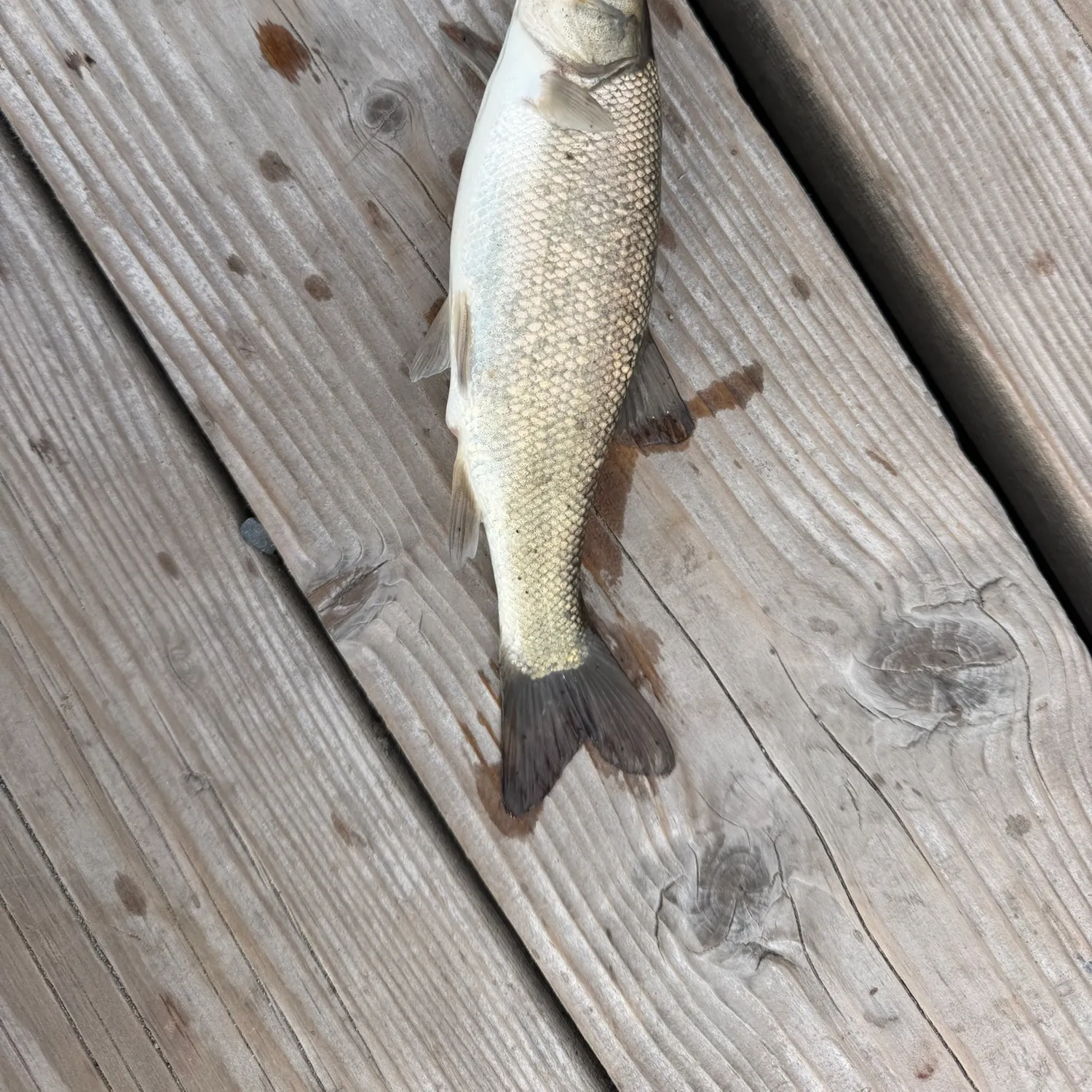 Northern pikeminnow caught on Fishbrain